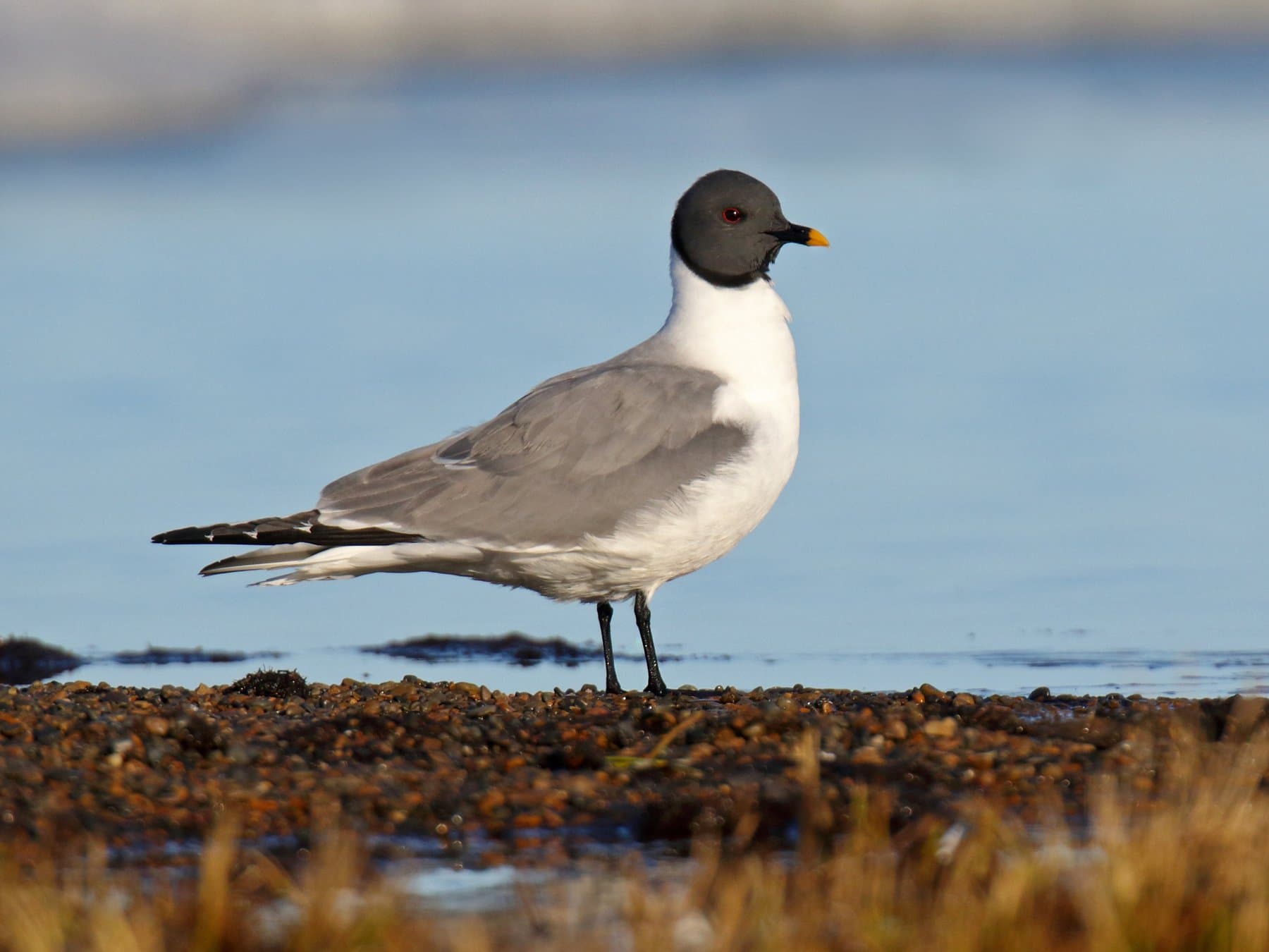 Sabine's Gull