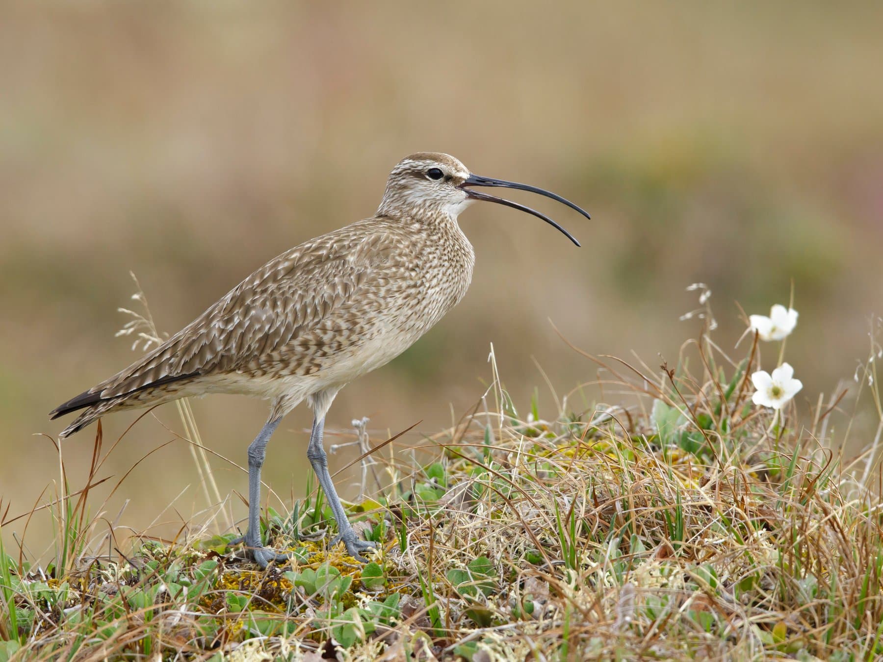 Hudsonian Whimbrel