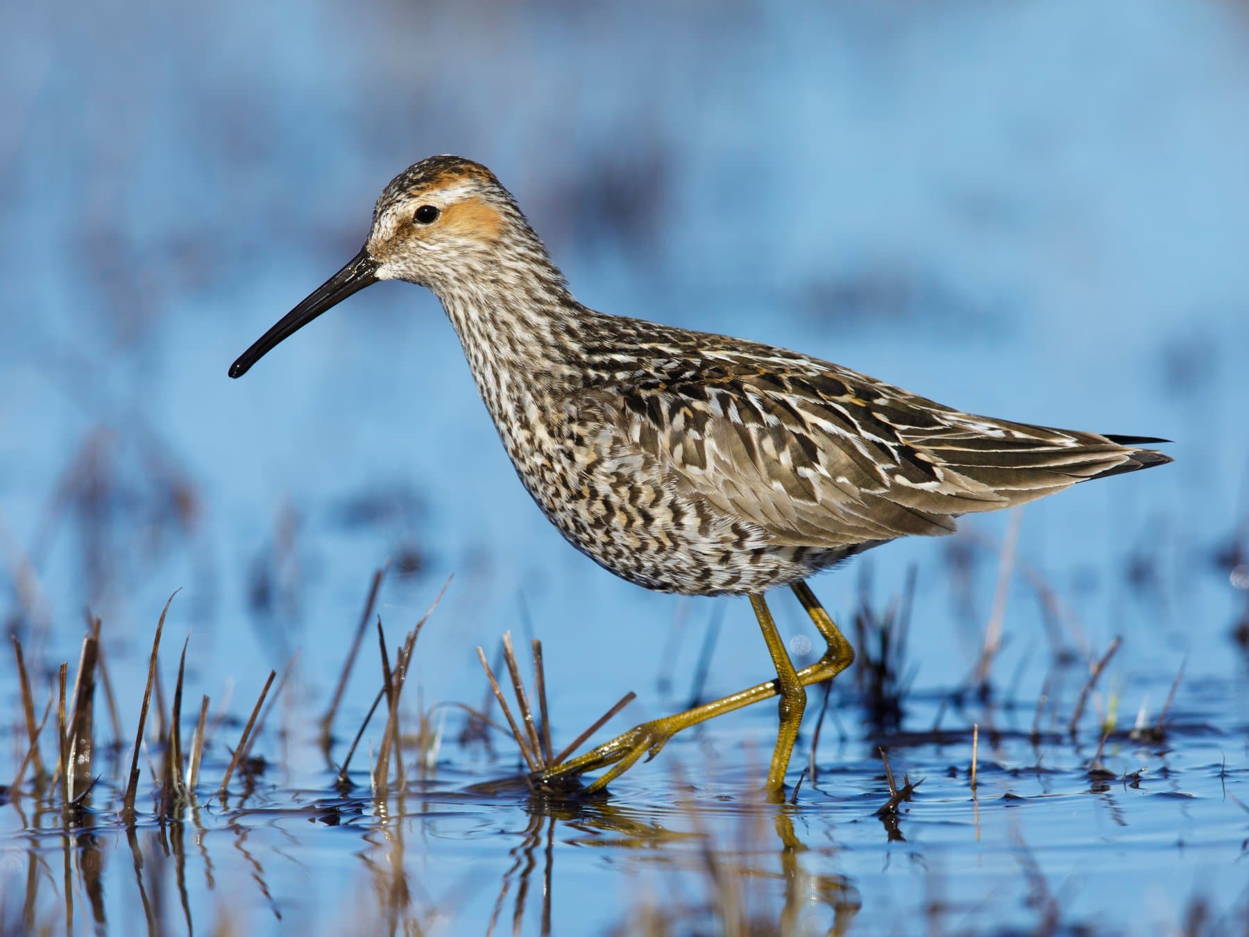 Stilt Sandpiper