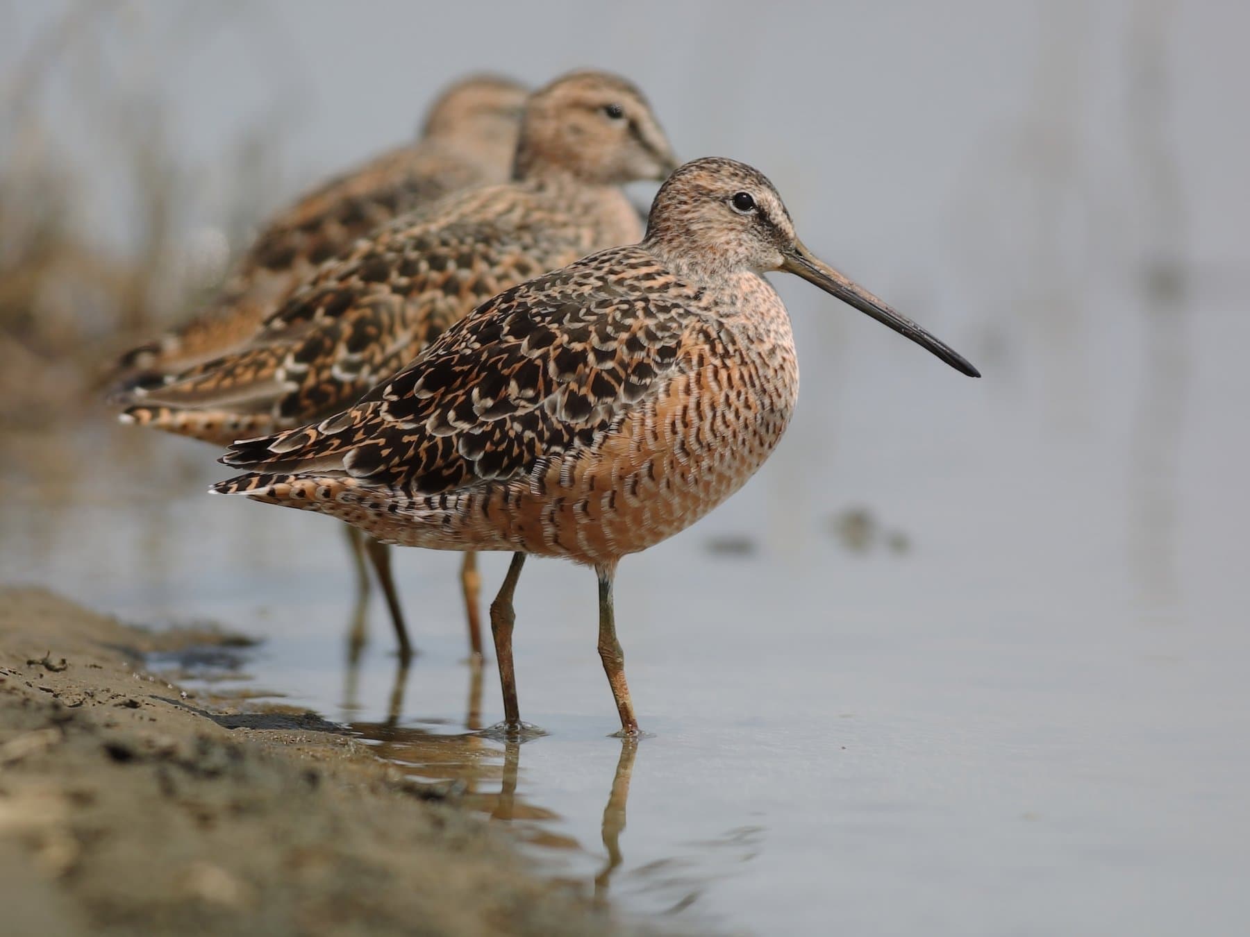 Long-billed Dowitcher