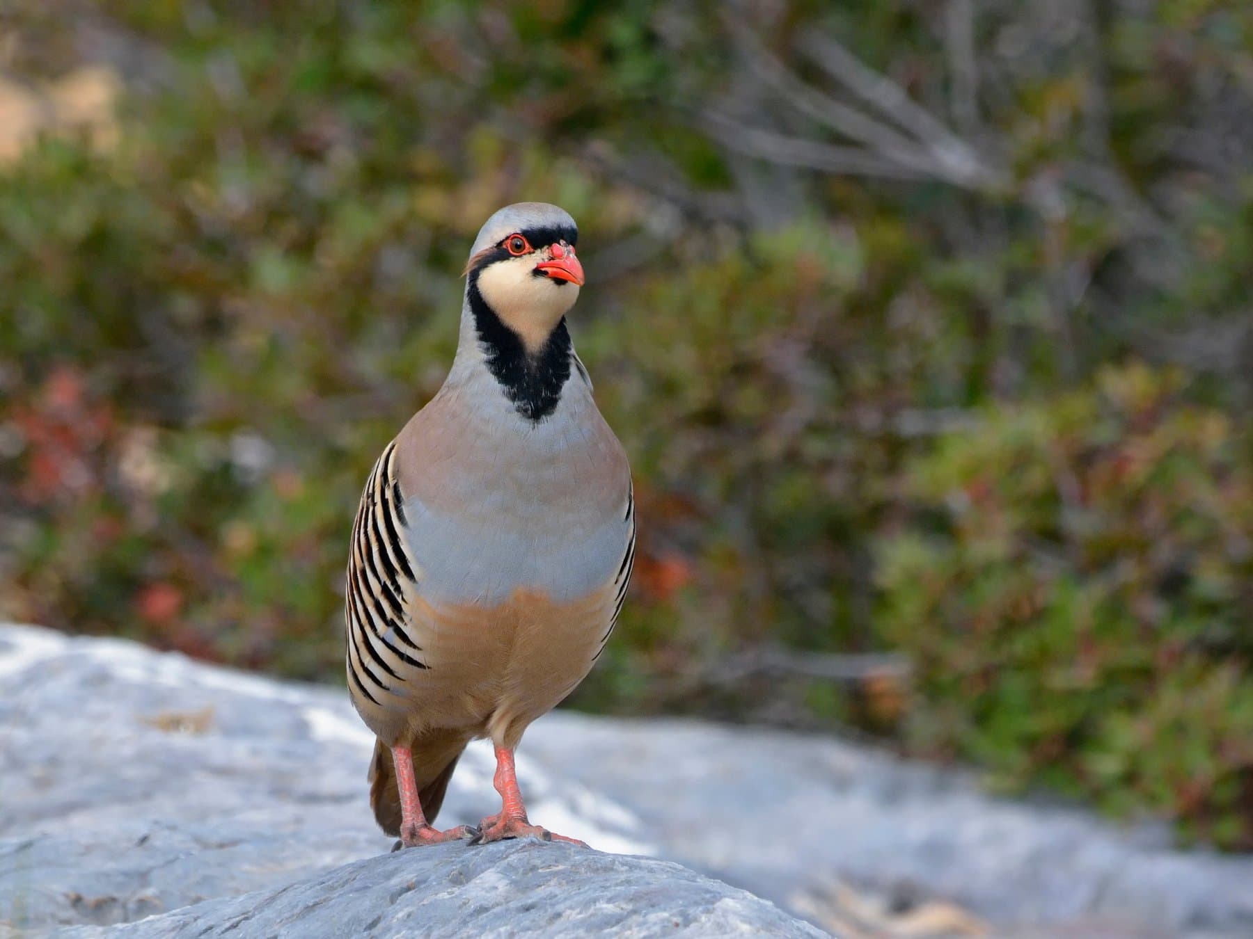 Chukar