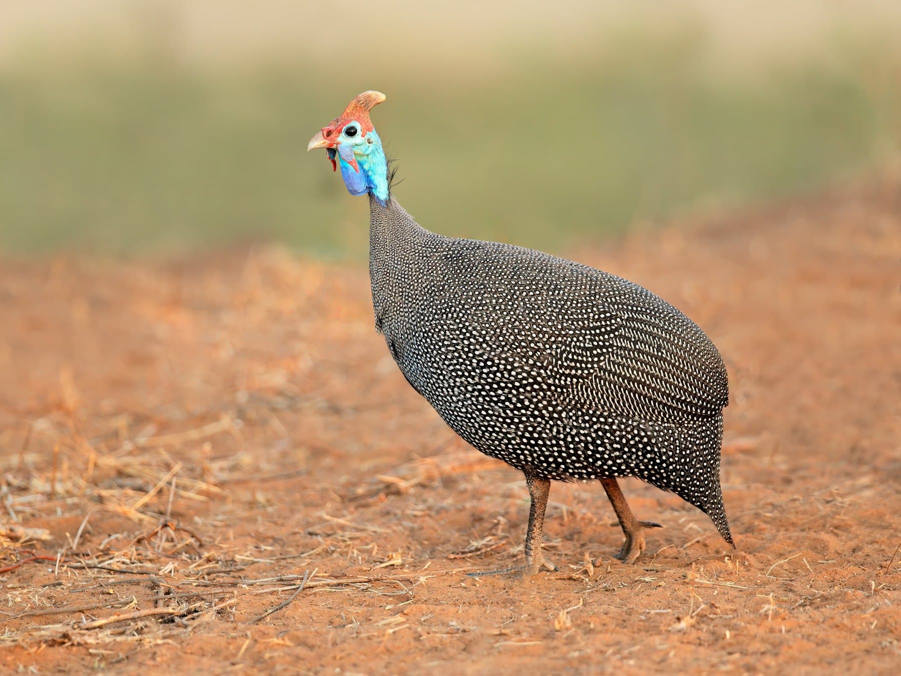Helmeted Guineafowl