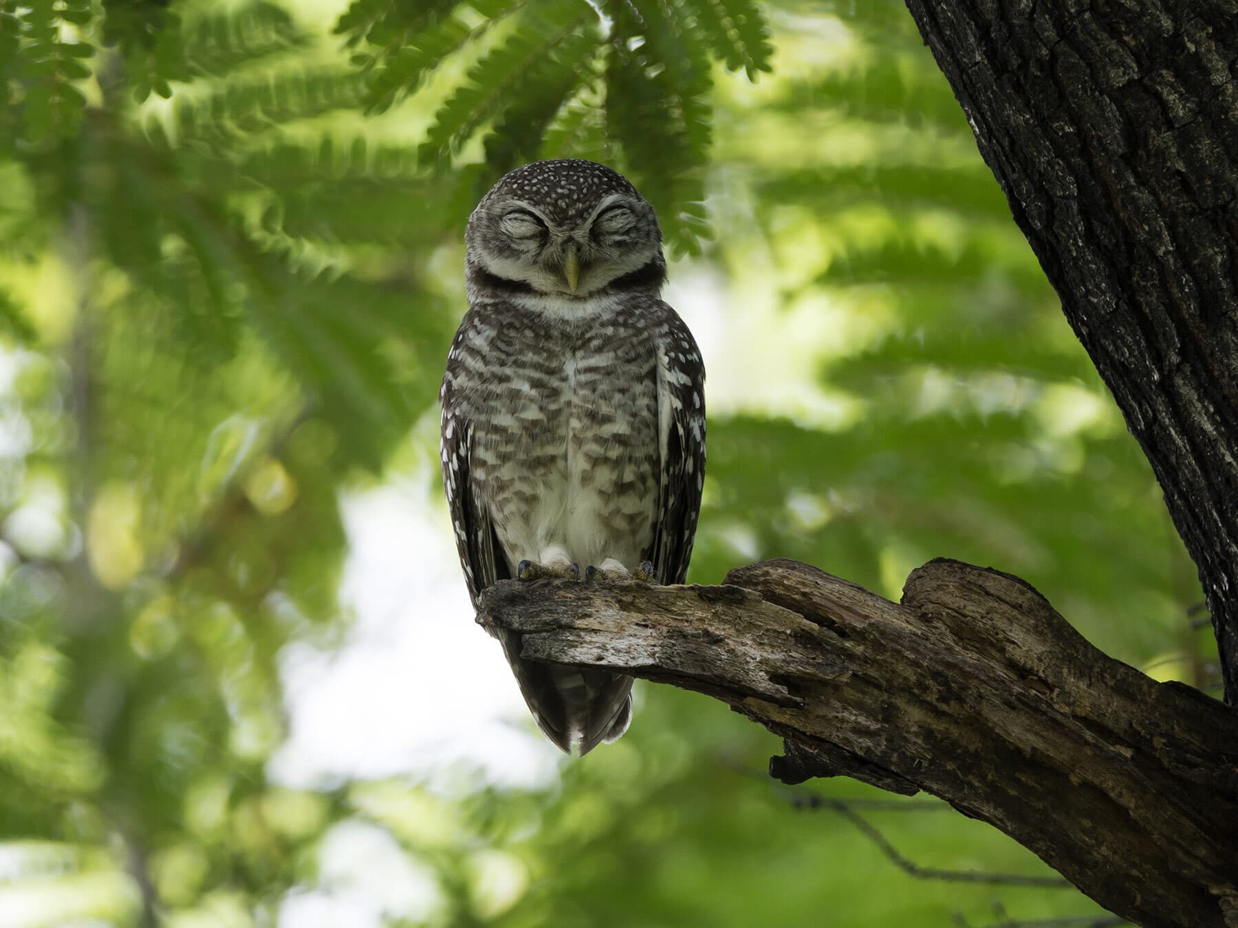 Spotted owlet sleeping