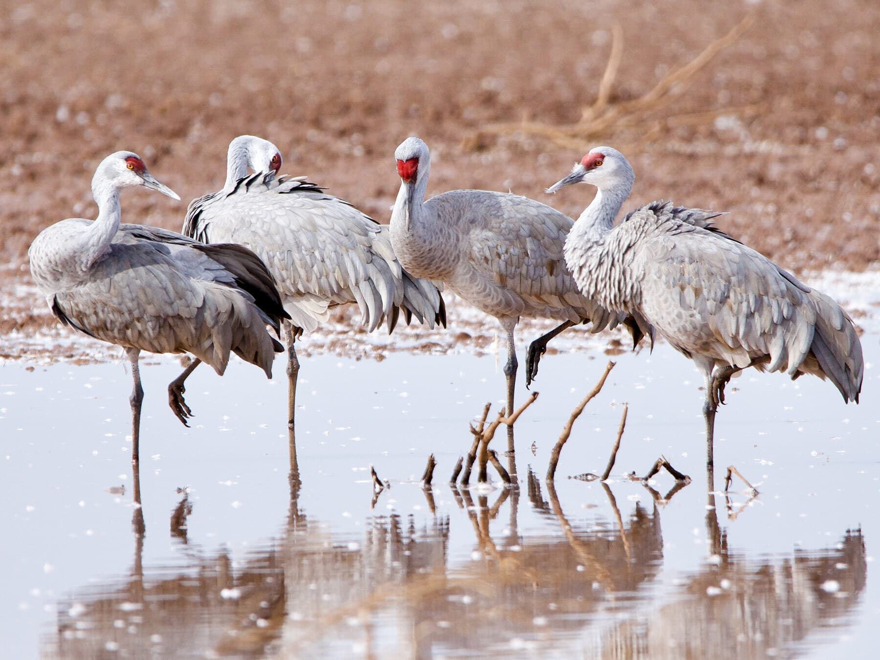Standing sandhill cranes
