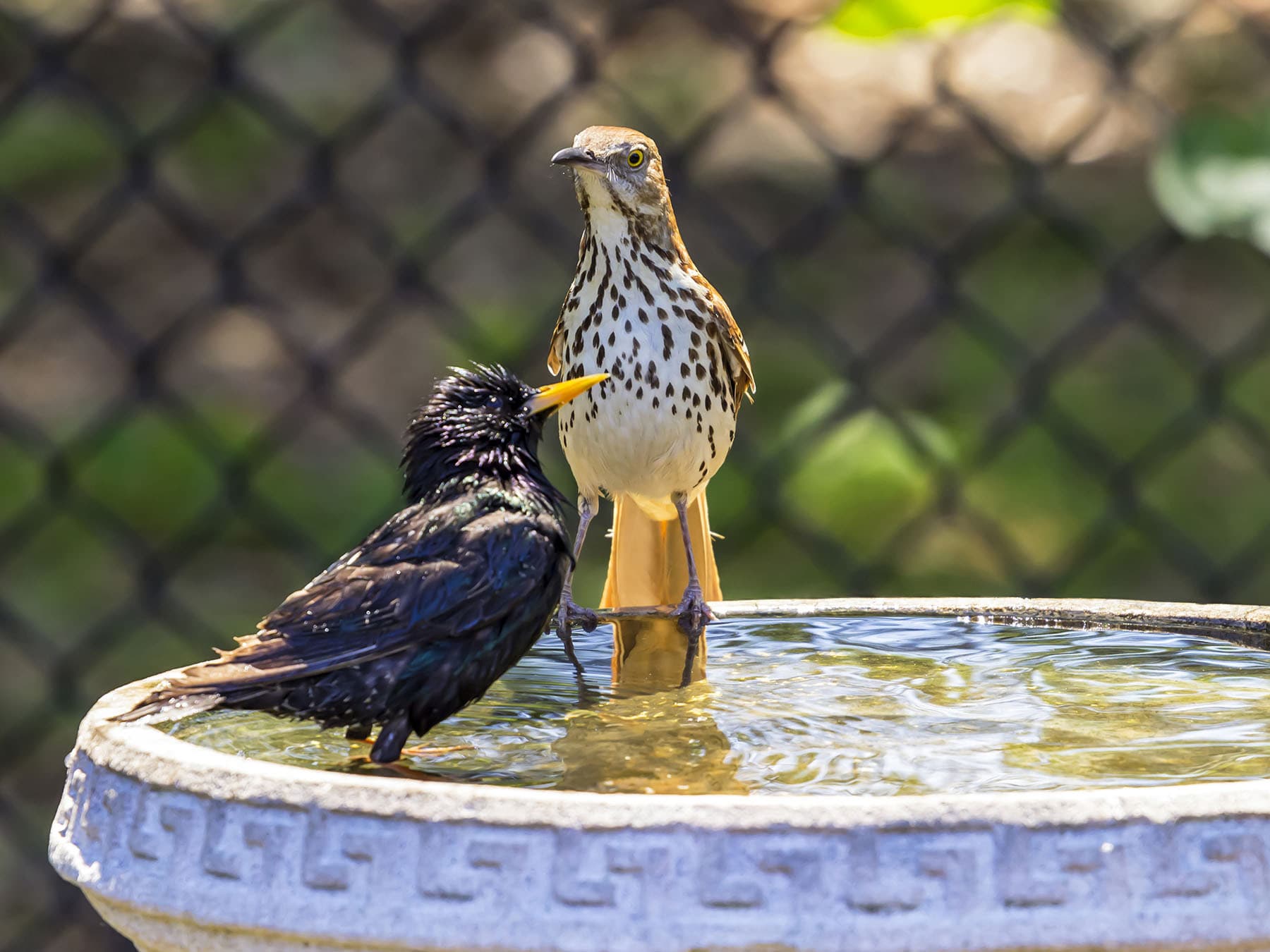 Starling and thrasher at bird bath
