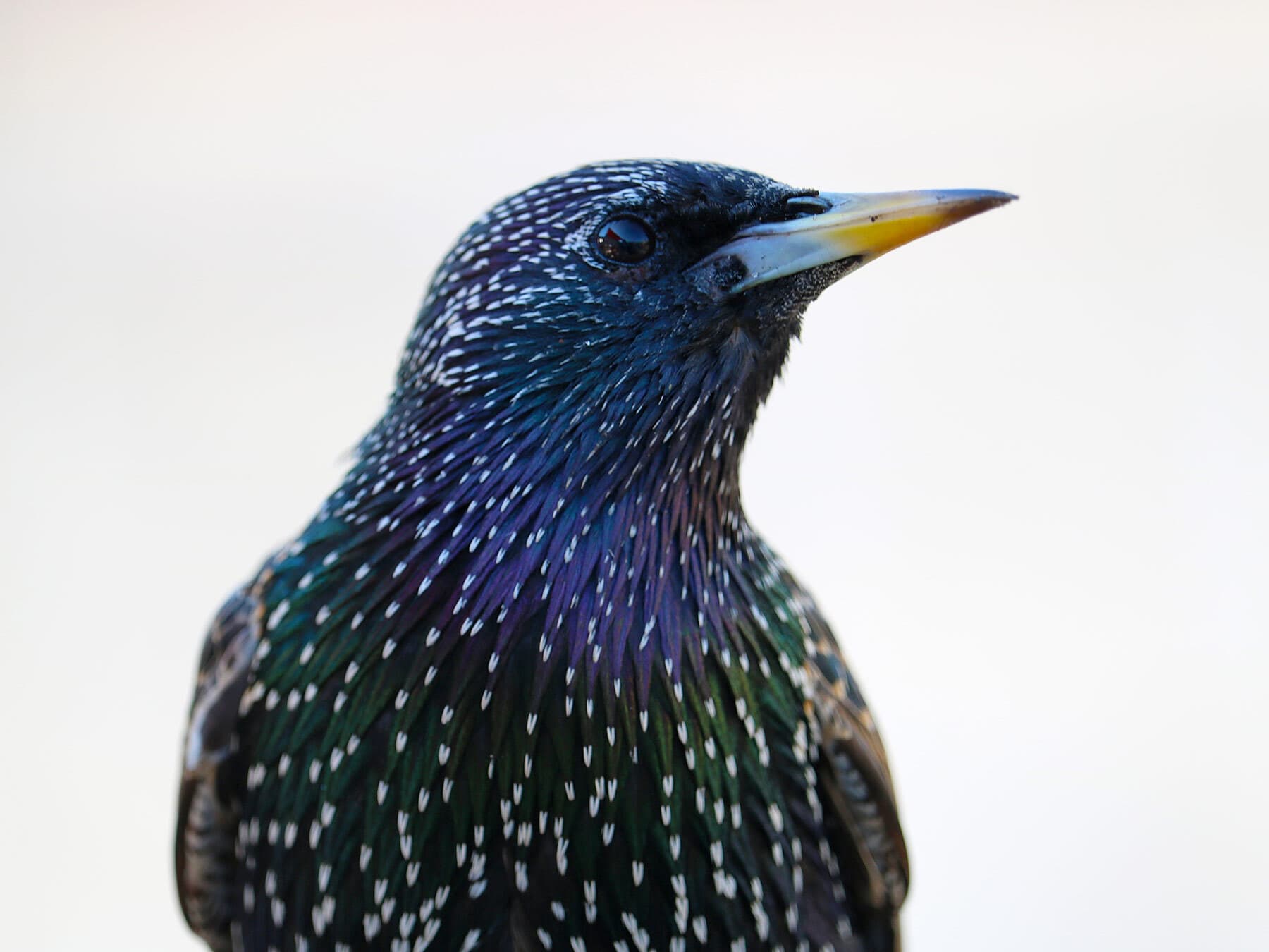Starling close up