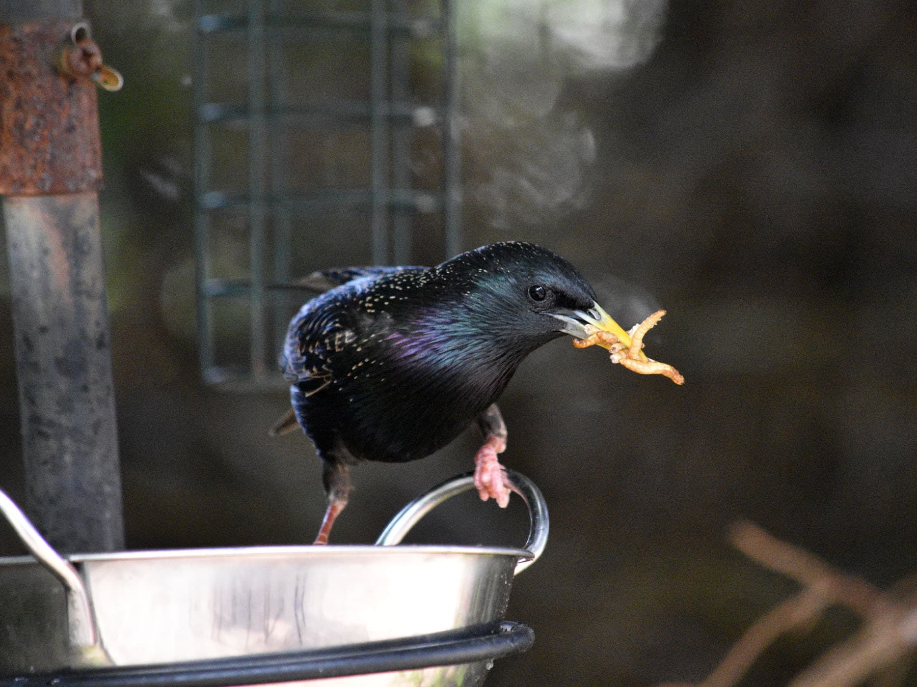 Starling collecting mealworms