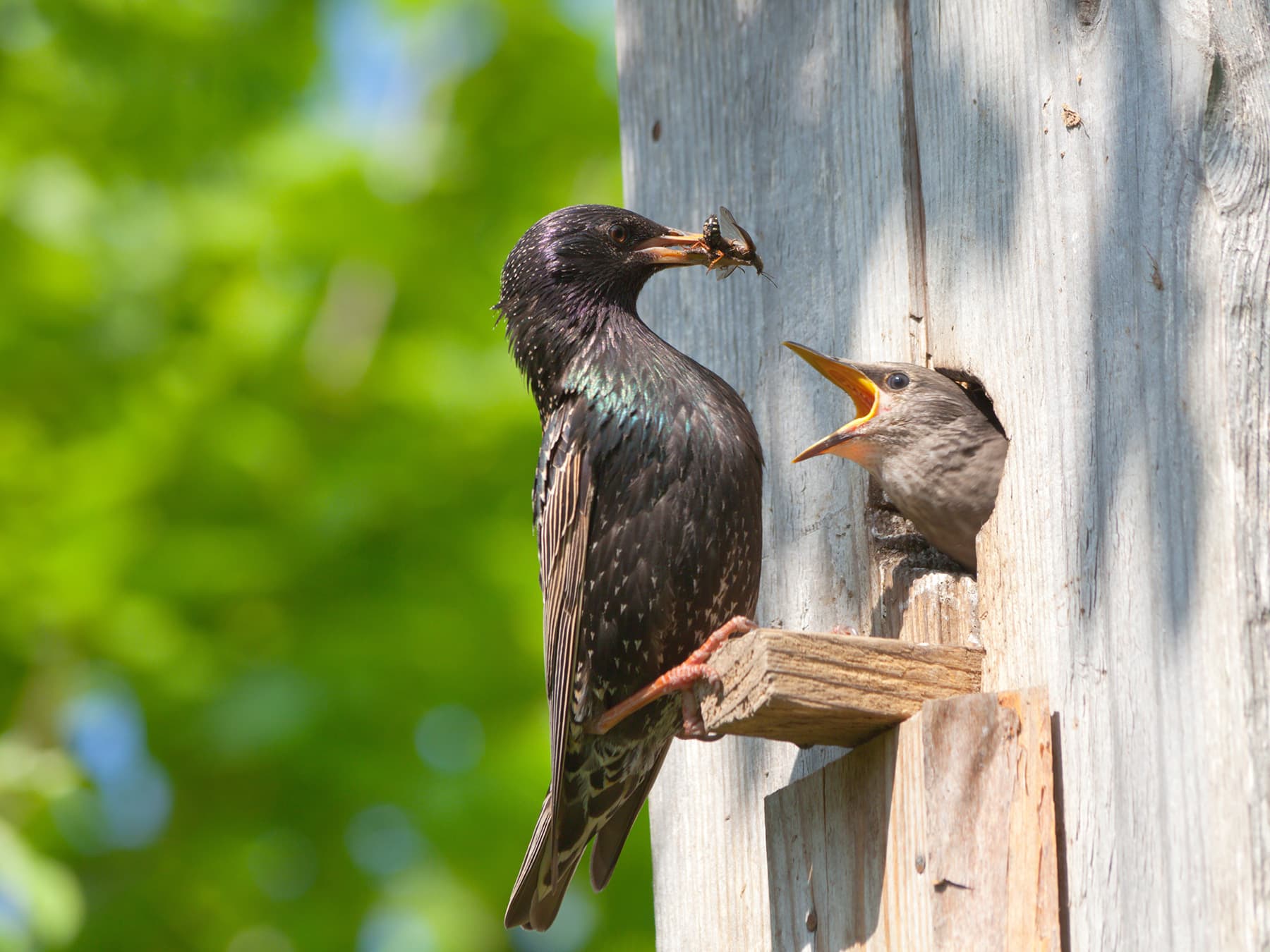 An adult Starling at a nest box, with a chick calling from the hole