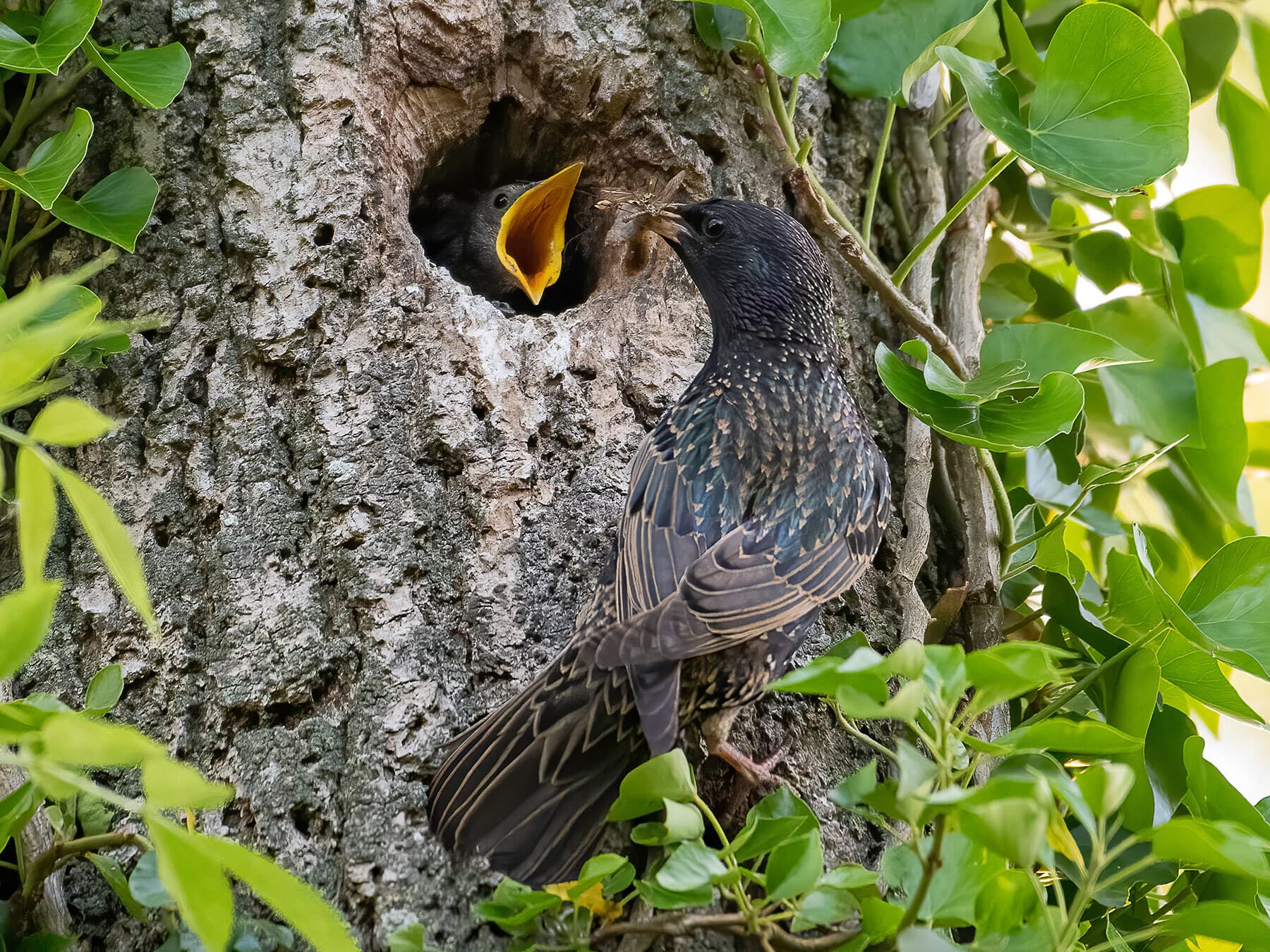 Starling feeding chick