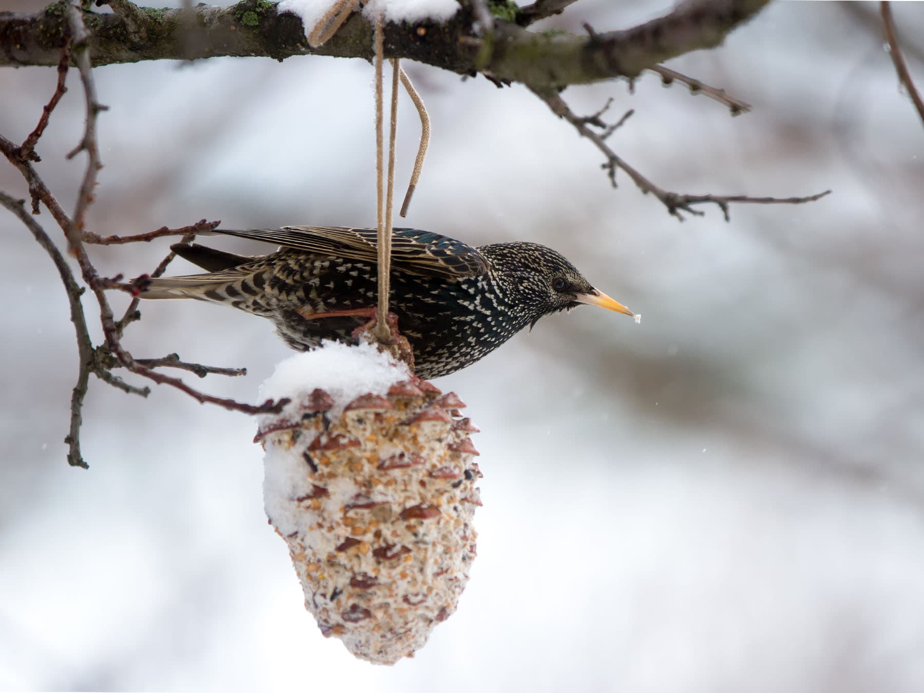 Starling feeding during winter