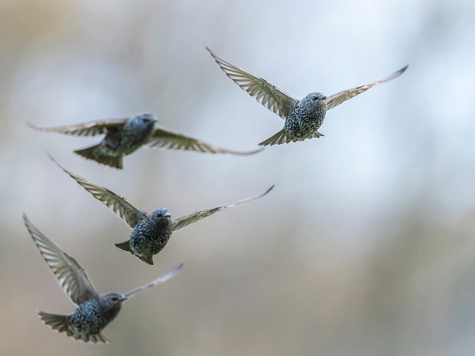 Starling flock in flight