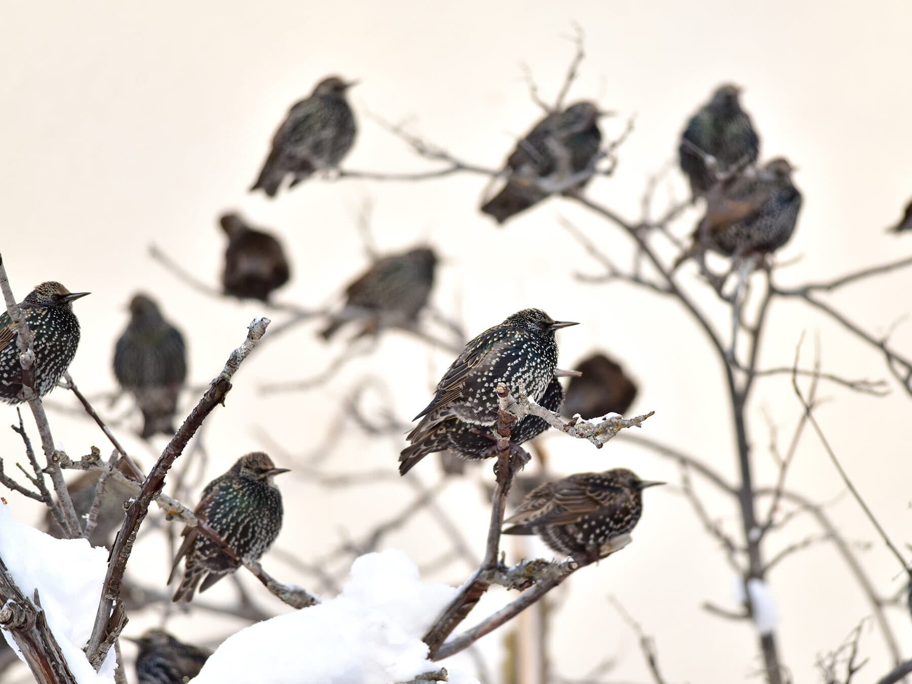 Starling flock in winter
