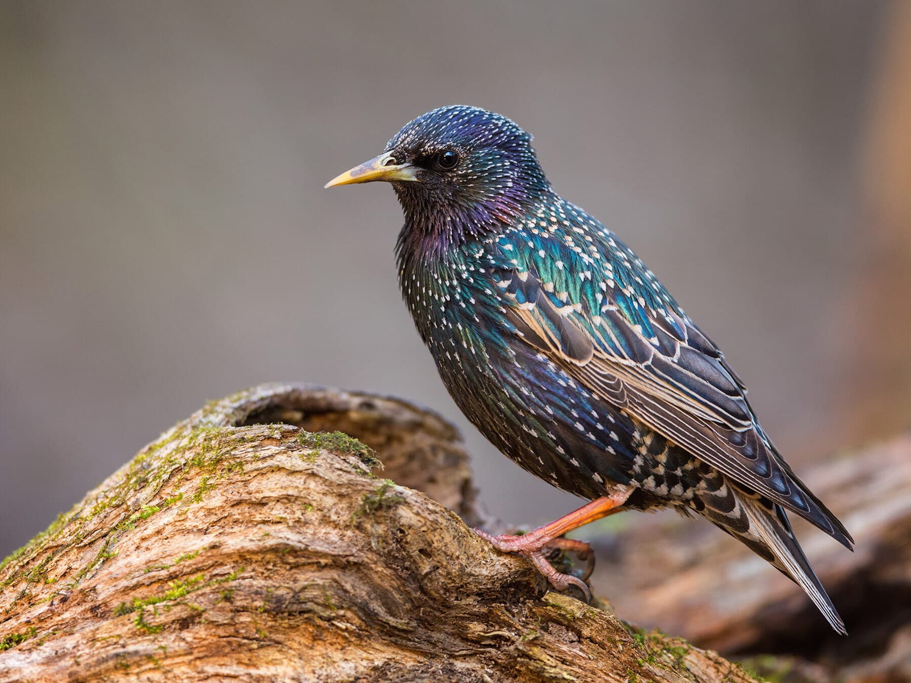 Starling lifespan