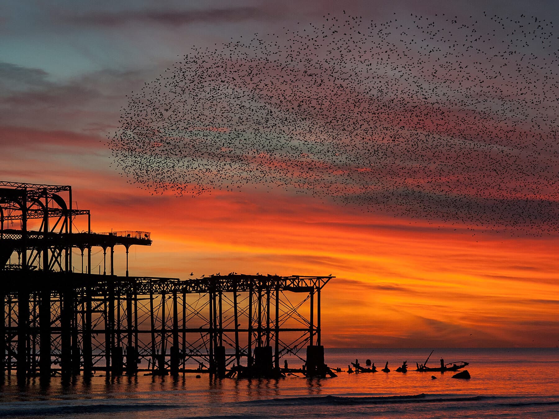 Starling murmuration brighton
