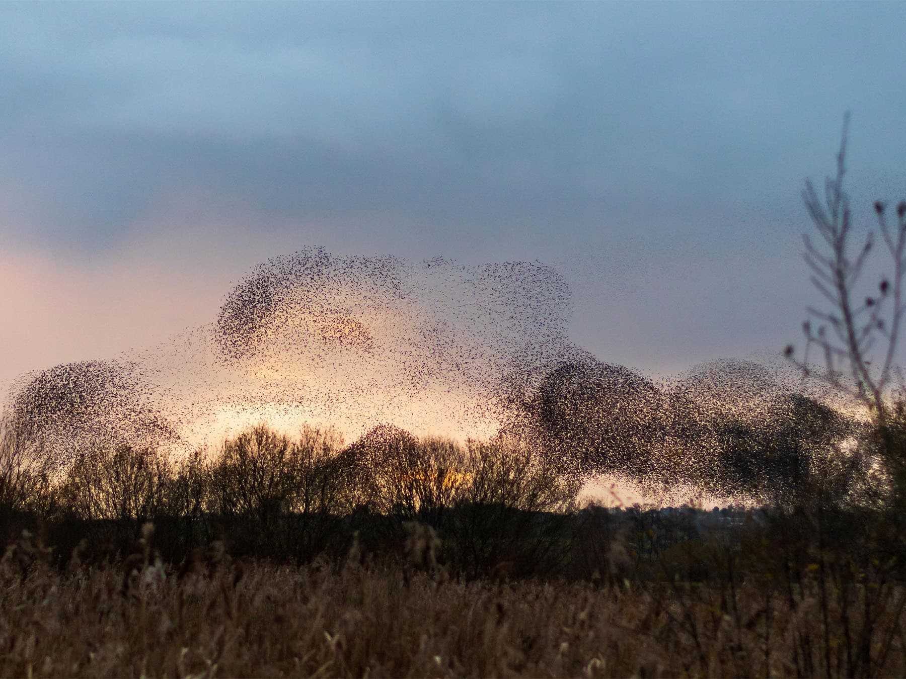Starling murmuration on somerset levels