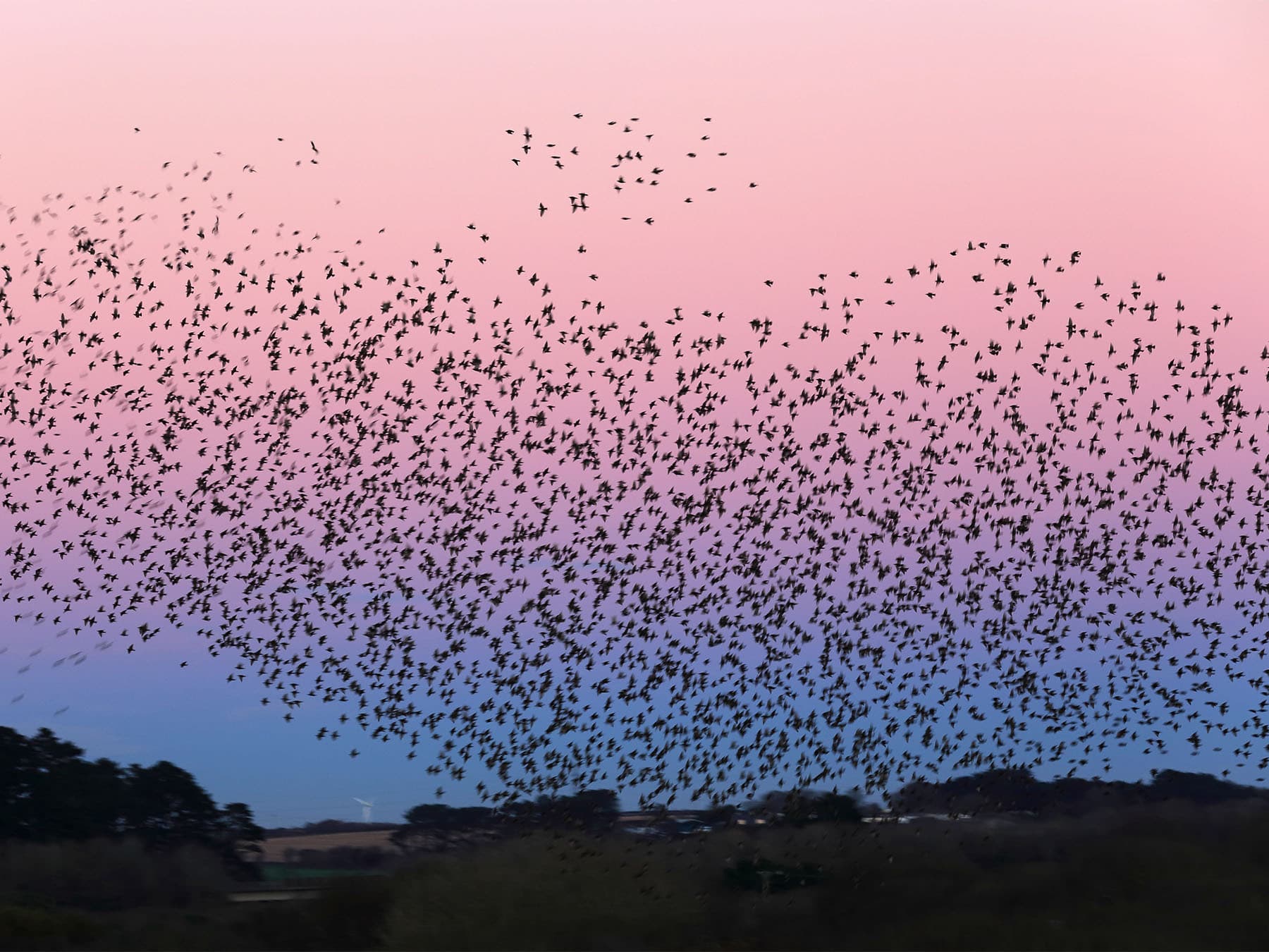 Starling murmuration over marazion marsh rspb reserve at sunset