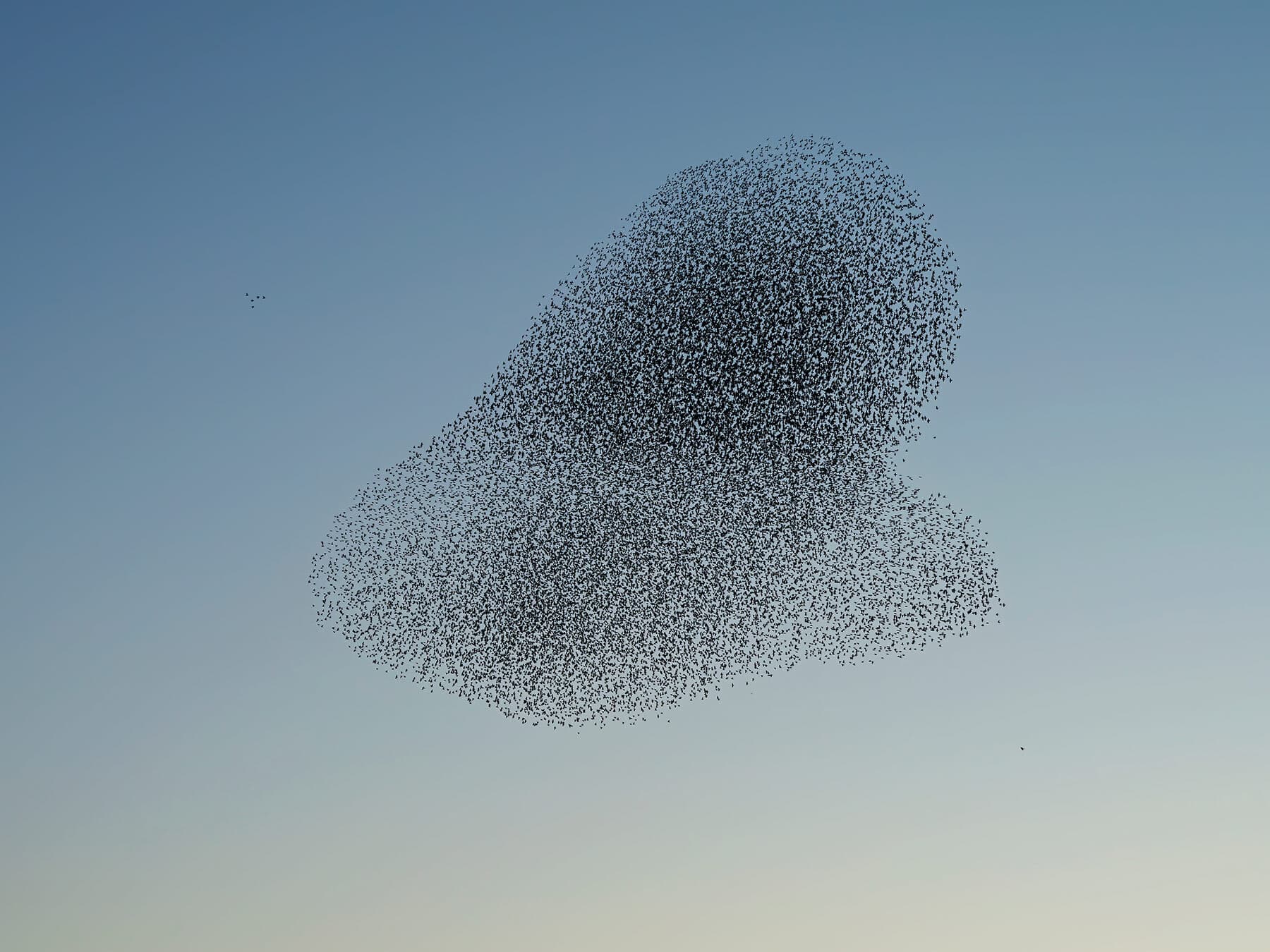 Starling murmuration