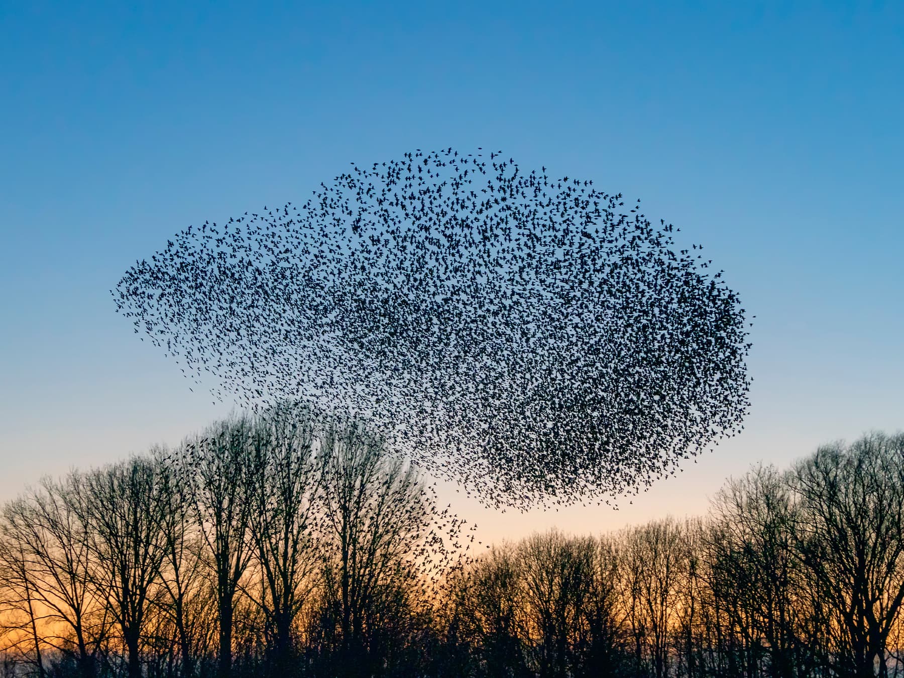 Starling murmurations large flock