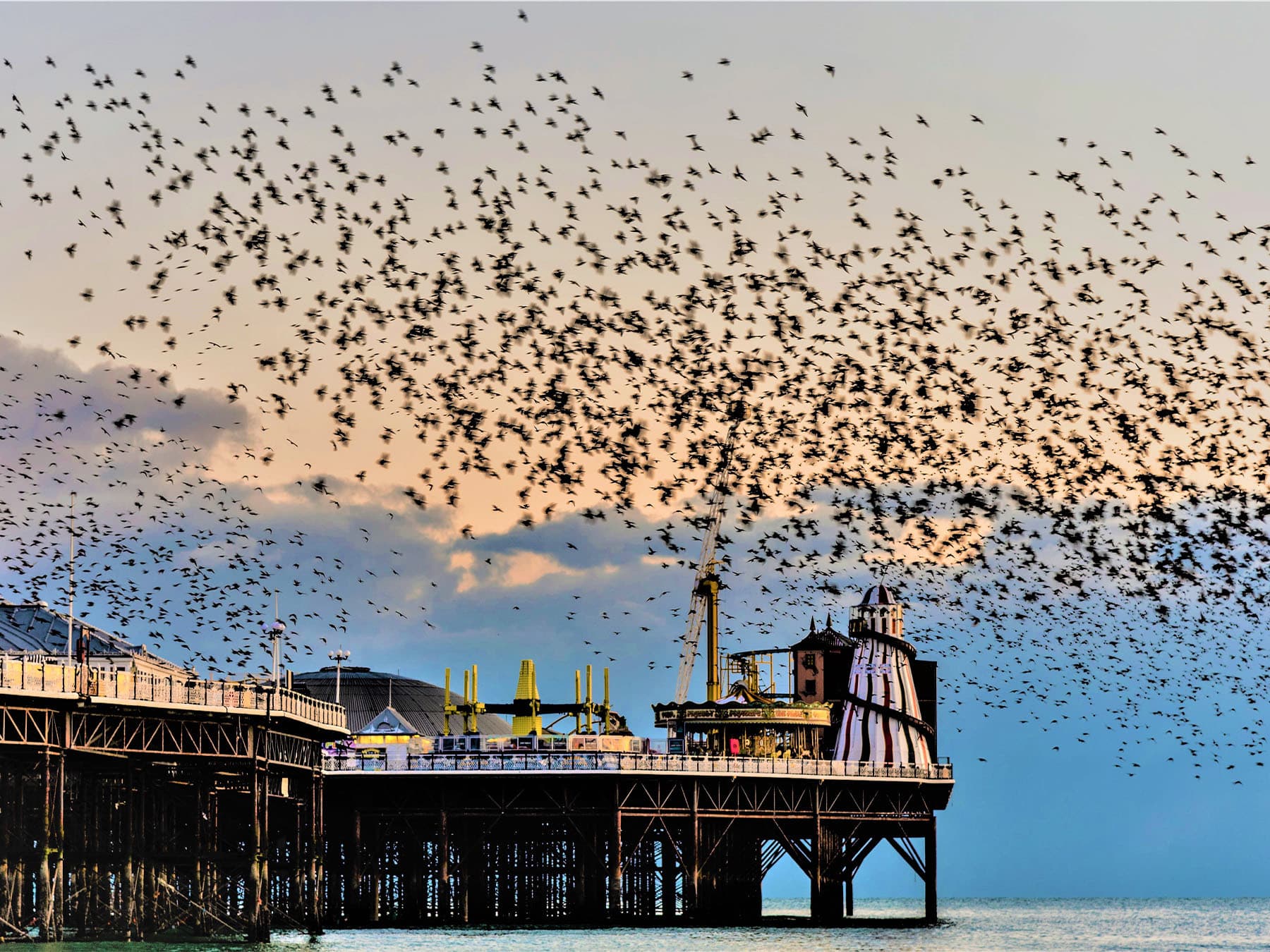 Starling murmurations over brighton pier