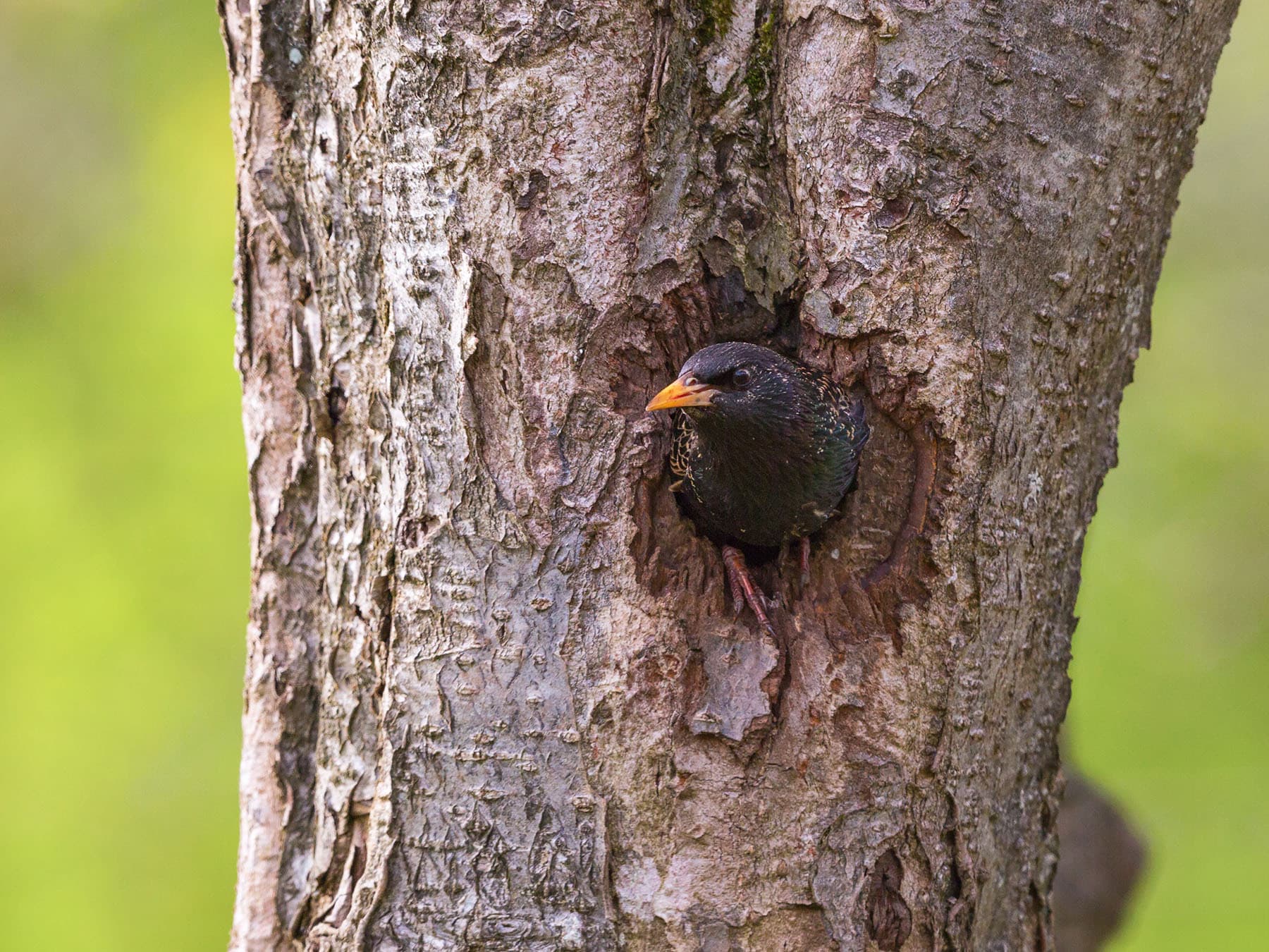 A European Starling at a nest hole in a tree