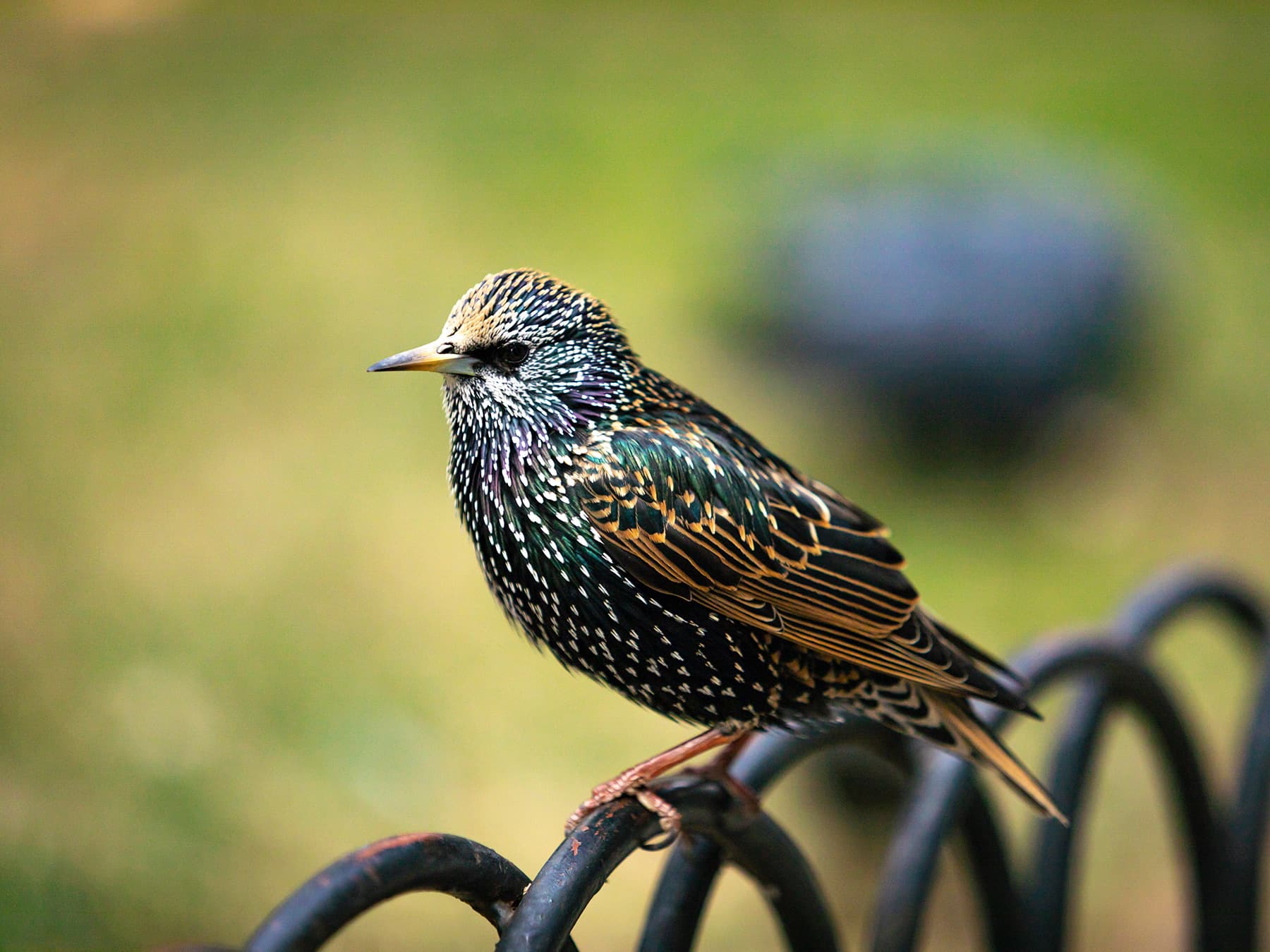 Starling on iron fencing in city