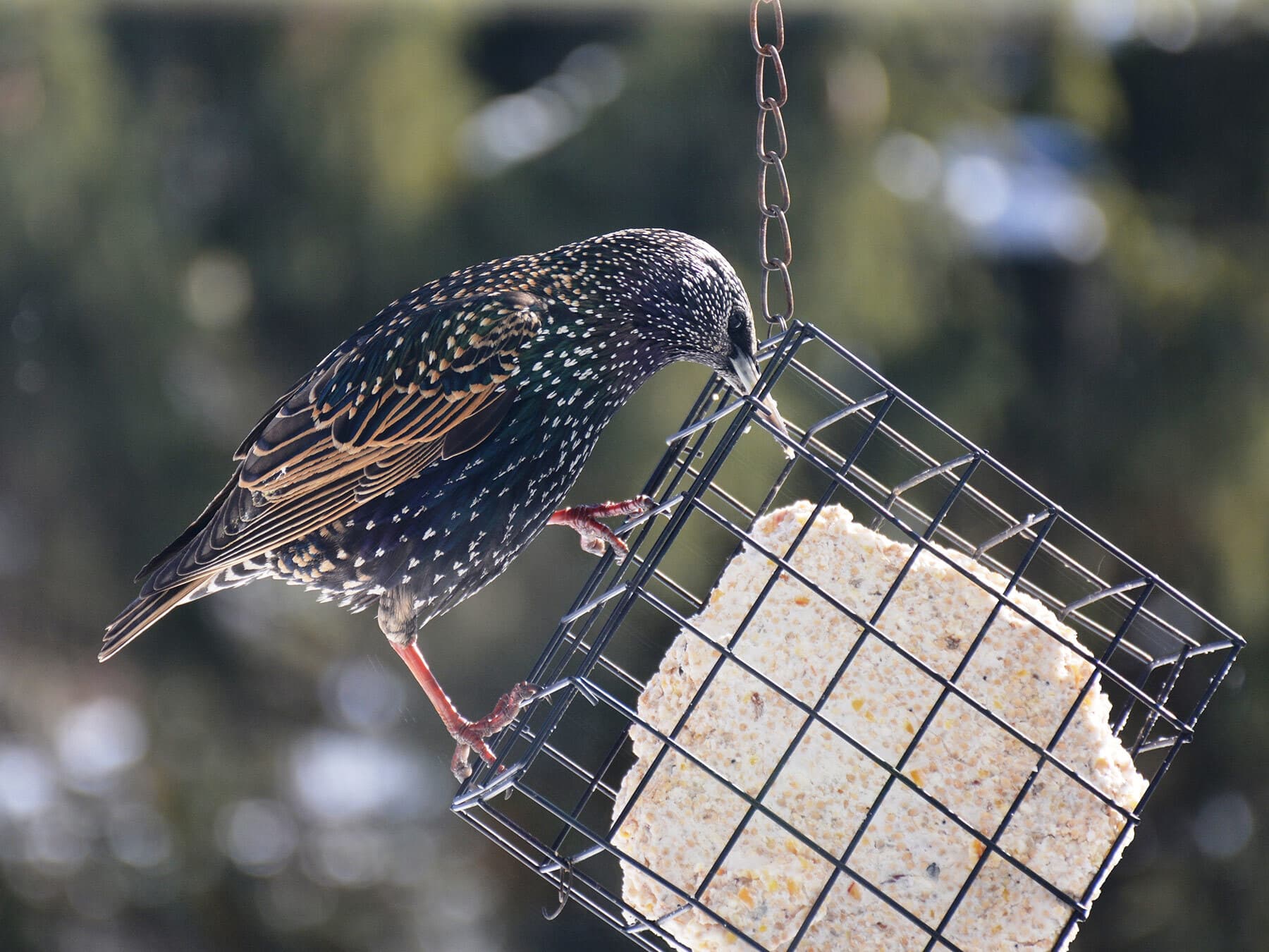 Starling on suet feeder
