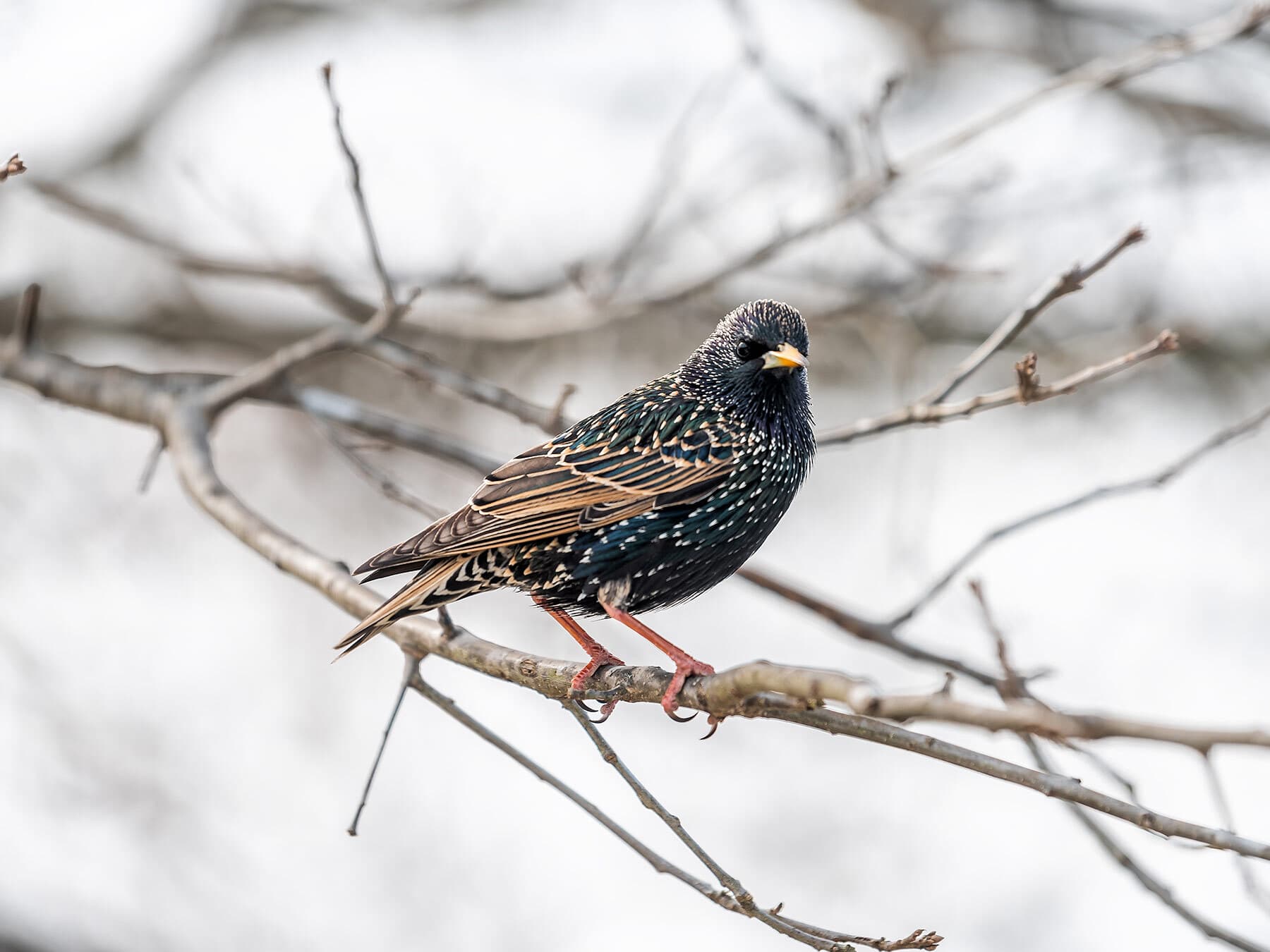 Starling perched in winter