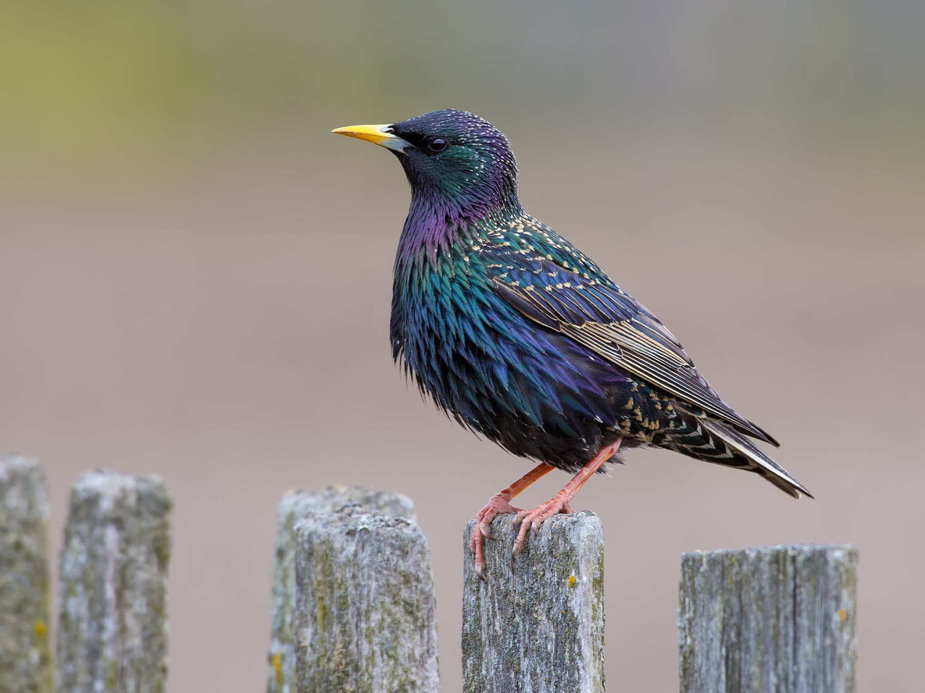Starling perched on wooden fence