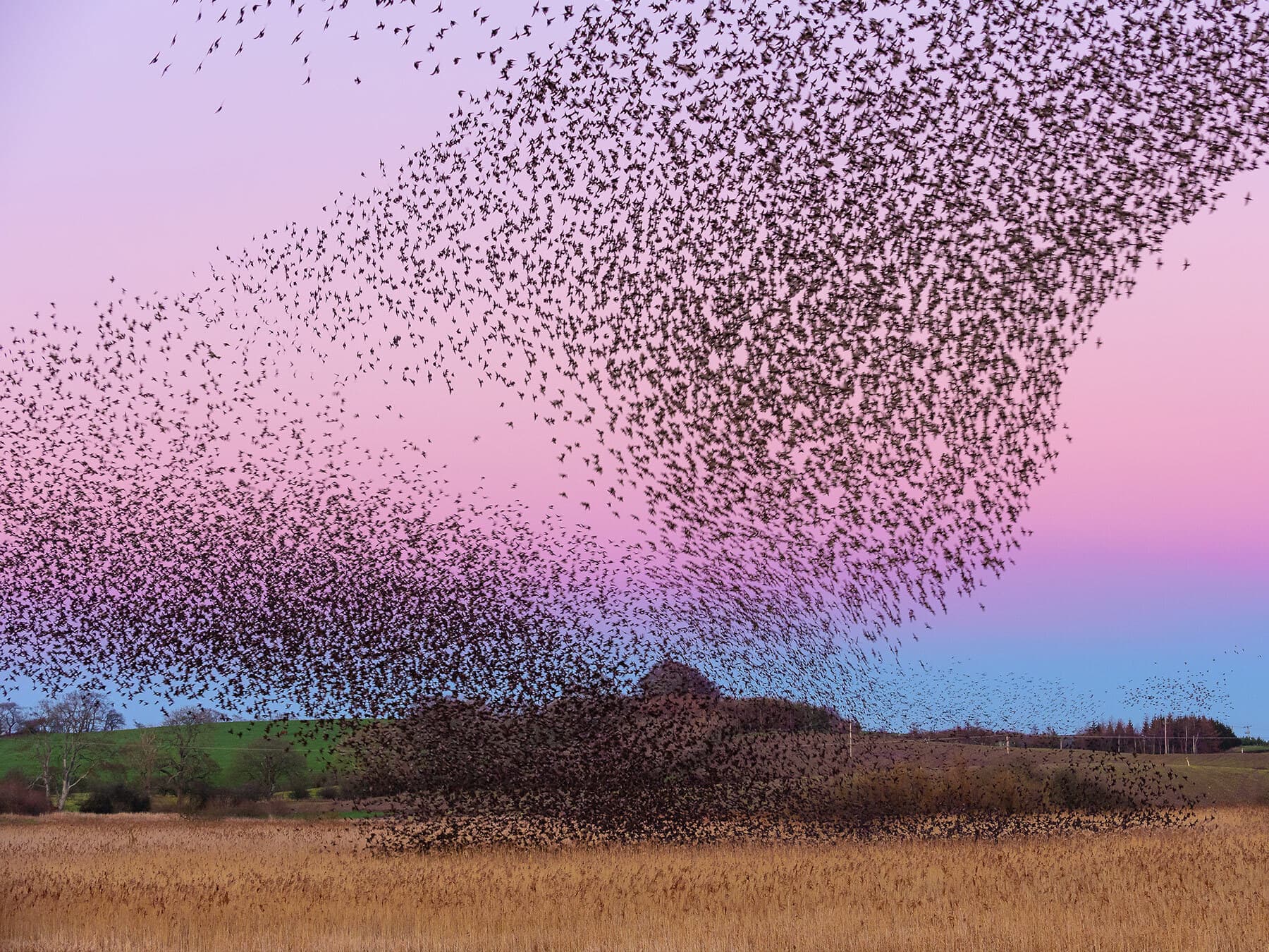 Starling roost scotland