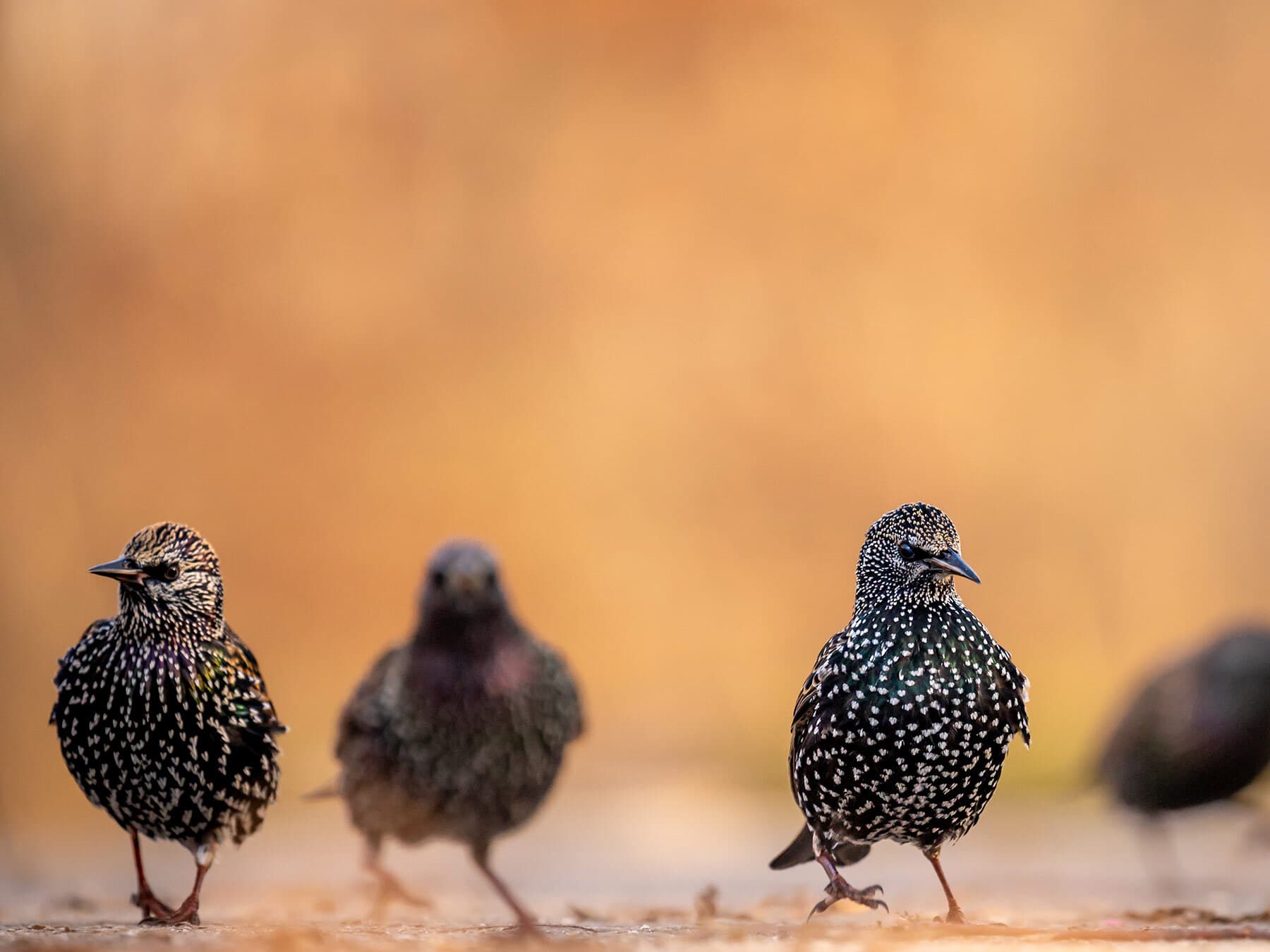 Starlings walking