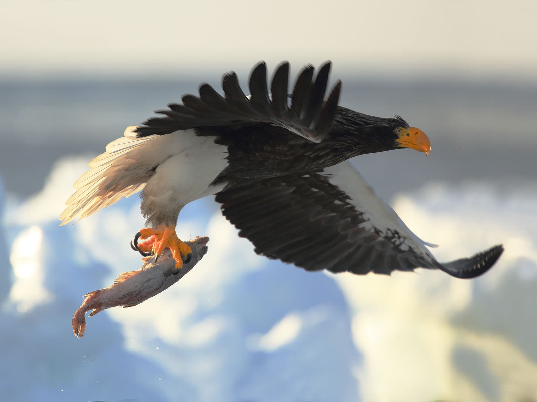 Stellers sea eagle hunting