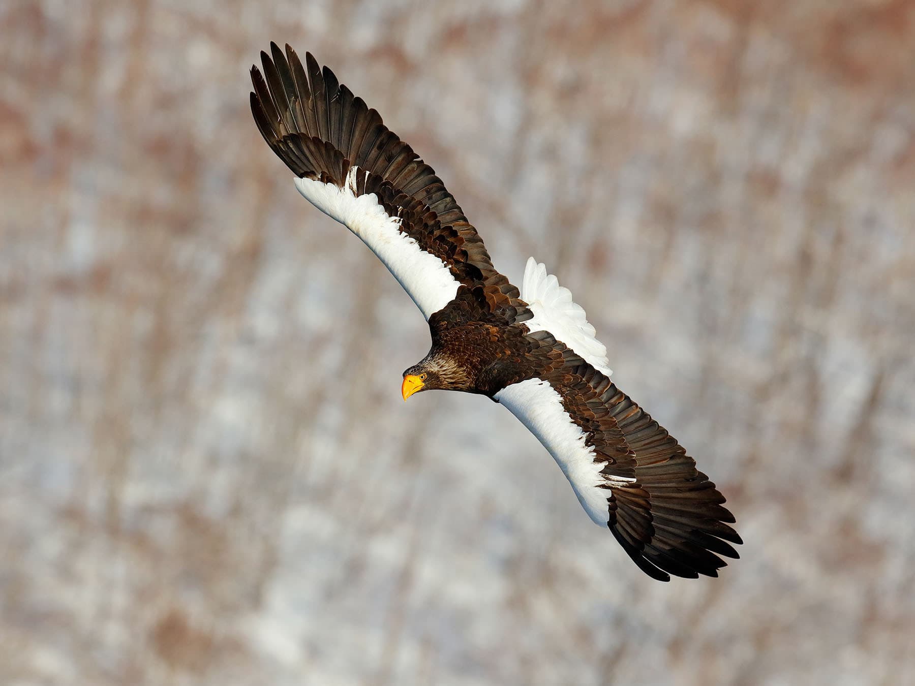 Stellers sea eagle in flight