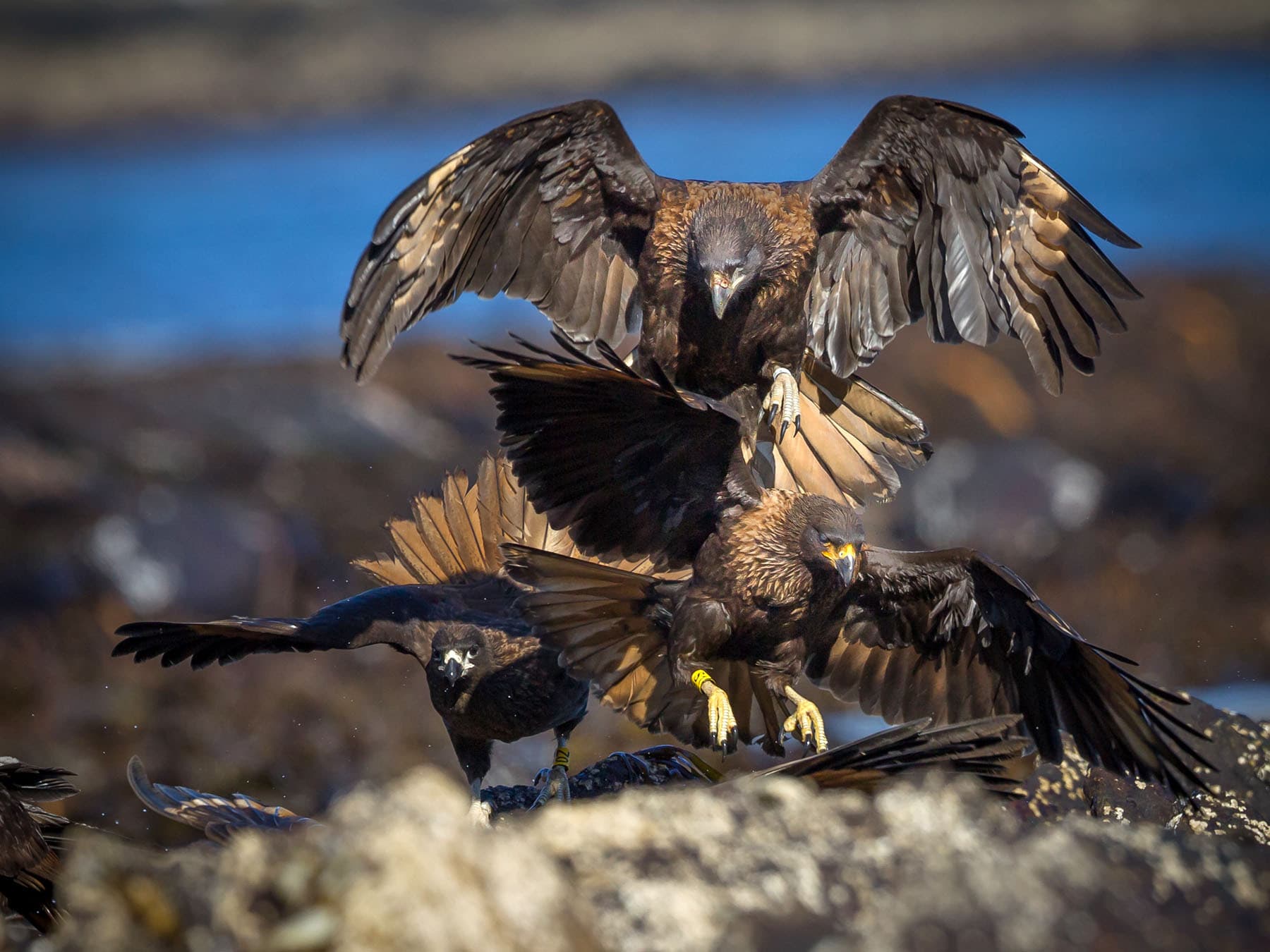 Striated caracara flock hovering over prey