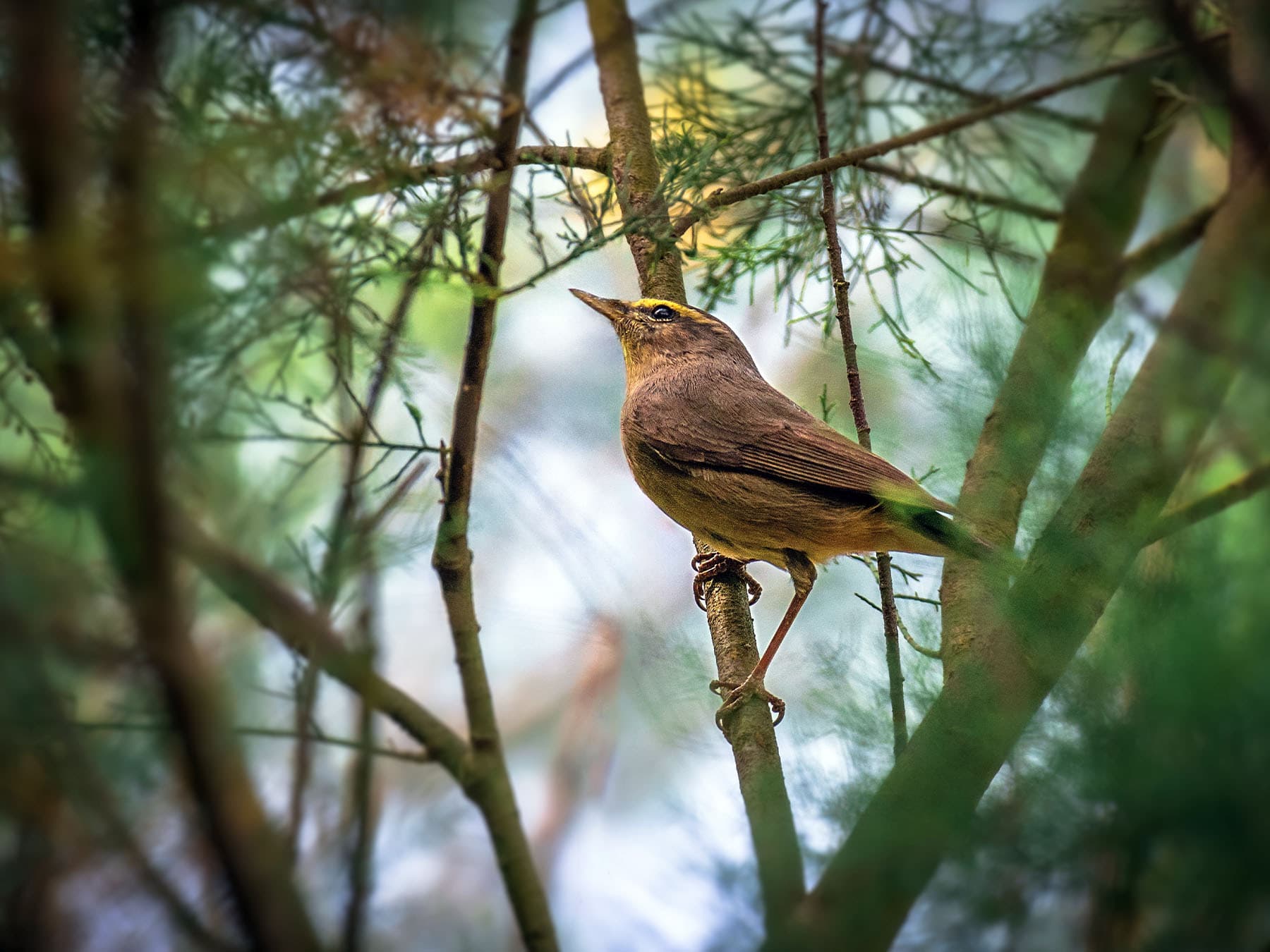 Sulphur-bellied Warbler in forest habitat