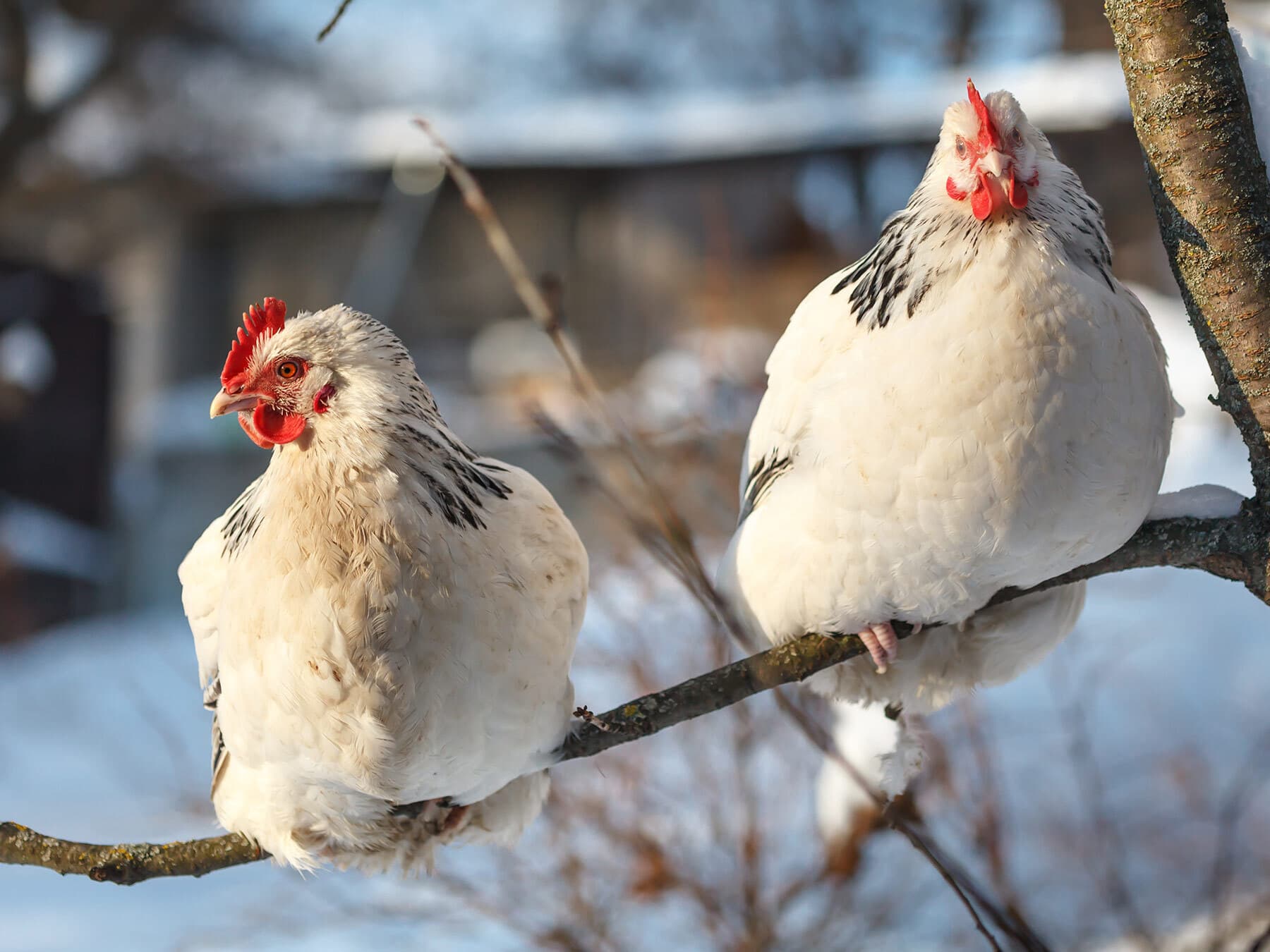 Sussex chickens in winter