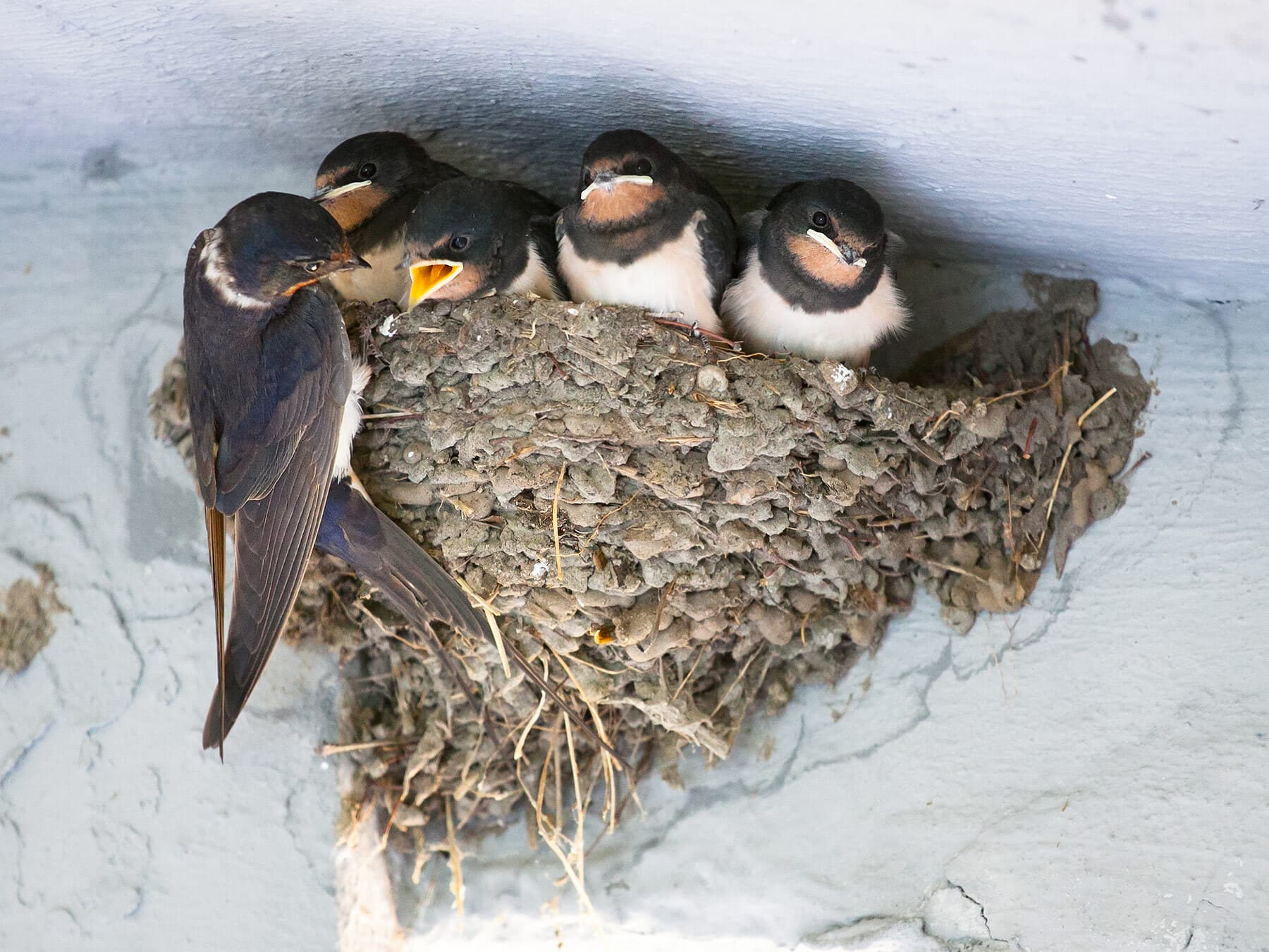 Swallow pellet nest