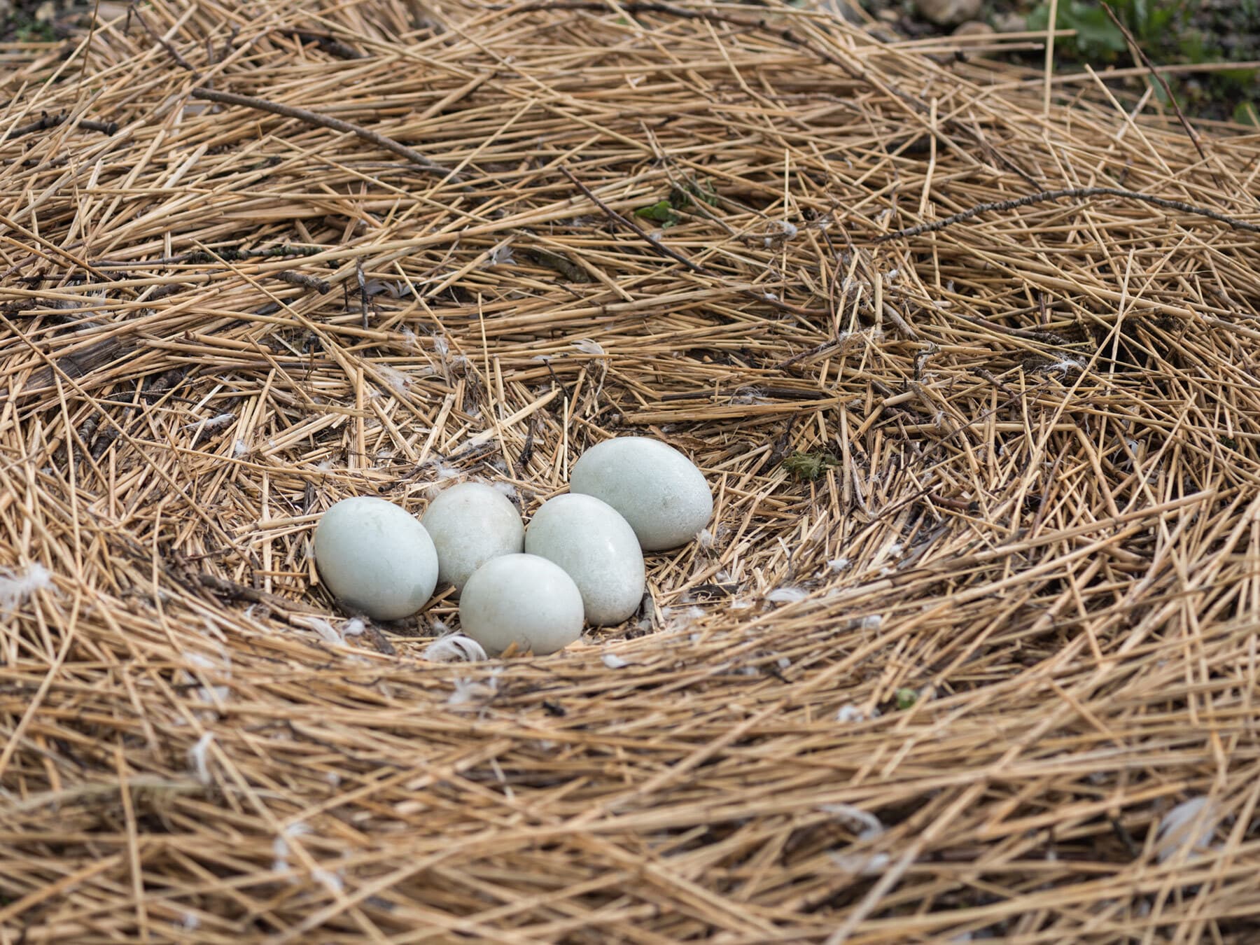 Swan nest