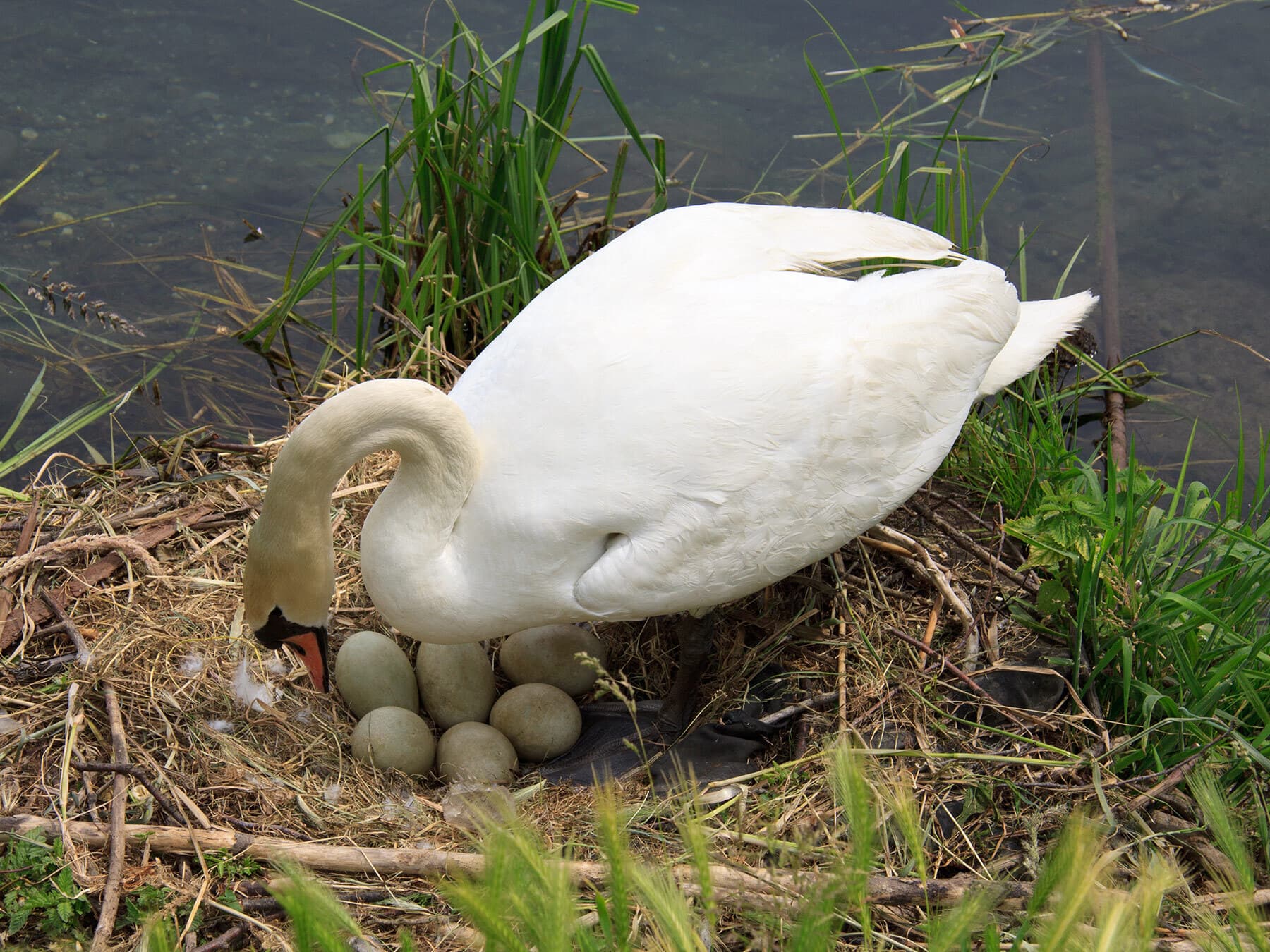 Swan nesting with eggs