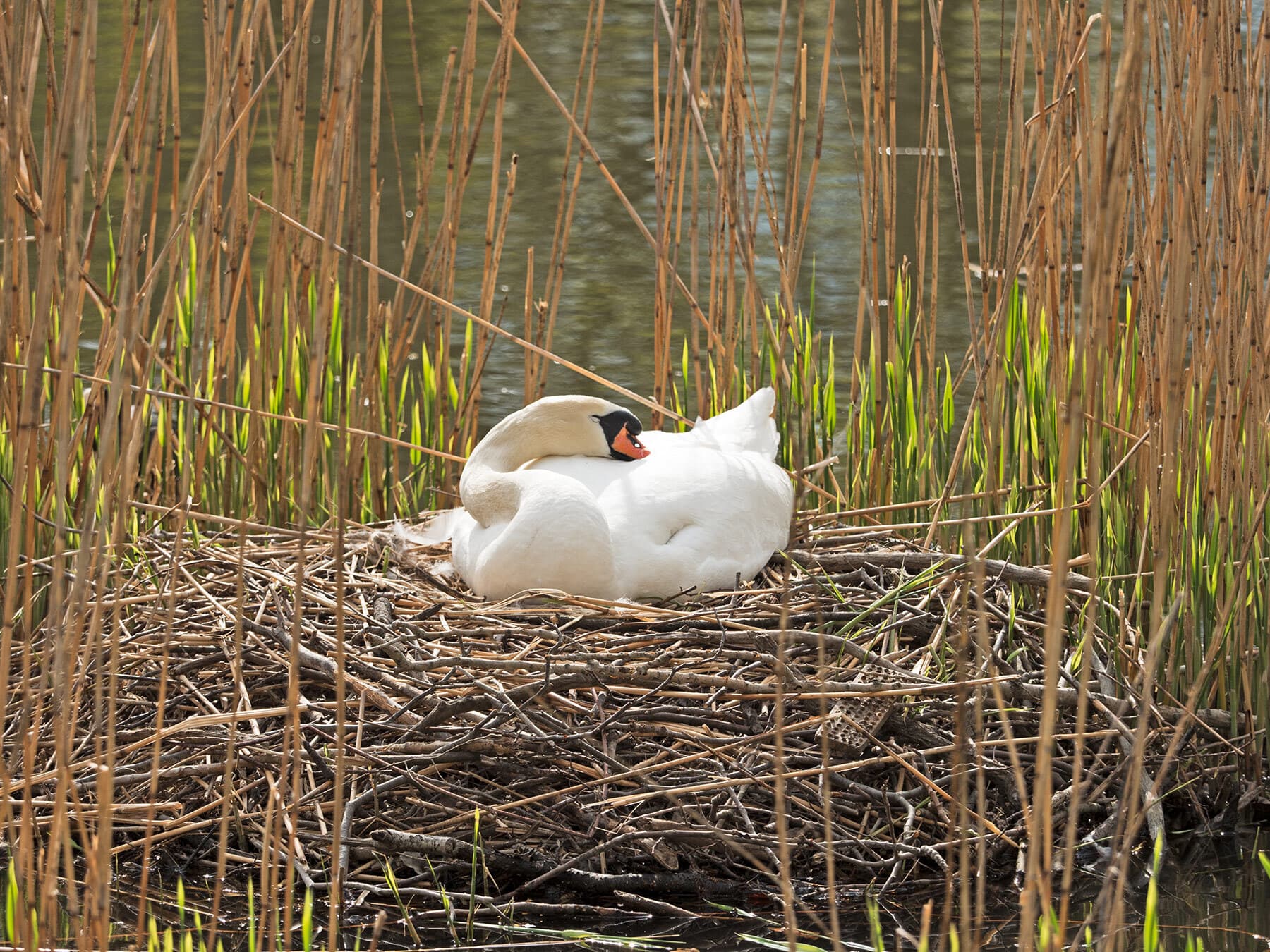 Swan sleeping on nest