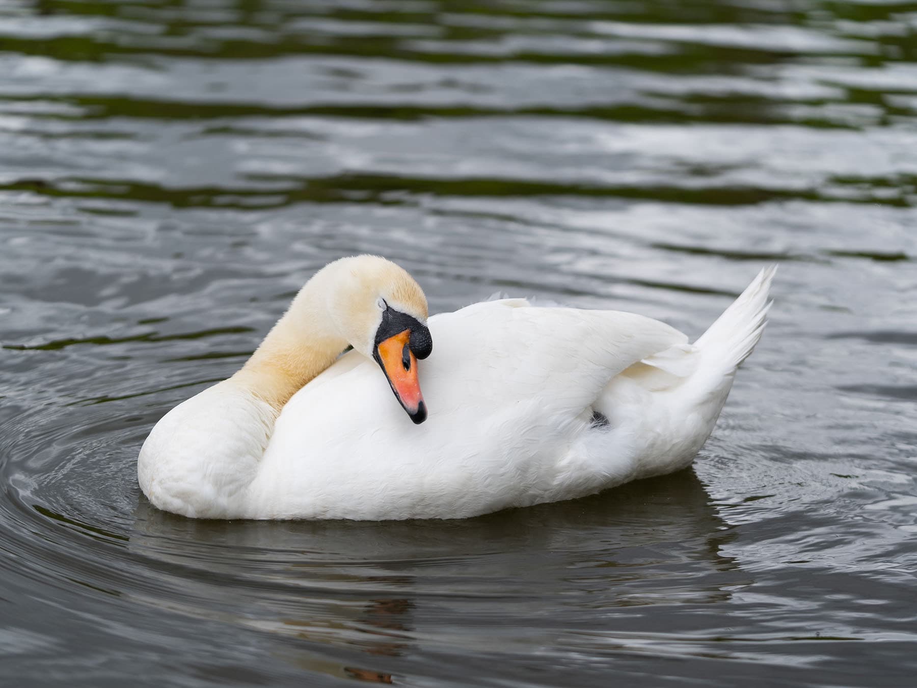 Swan sleeping on water