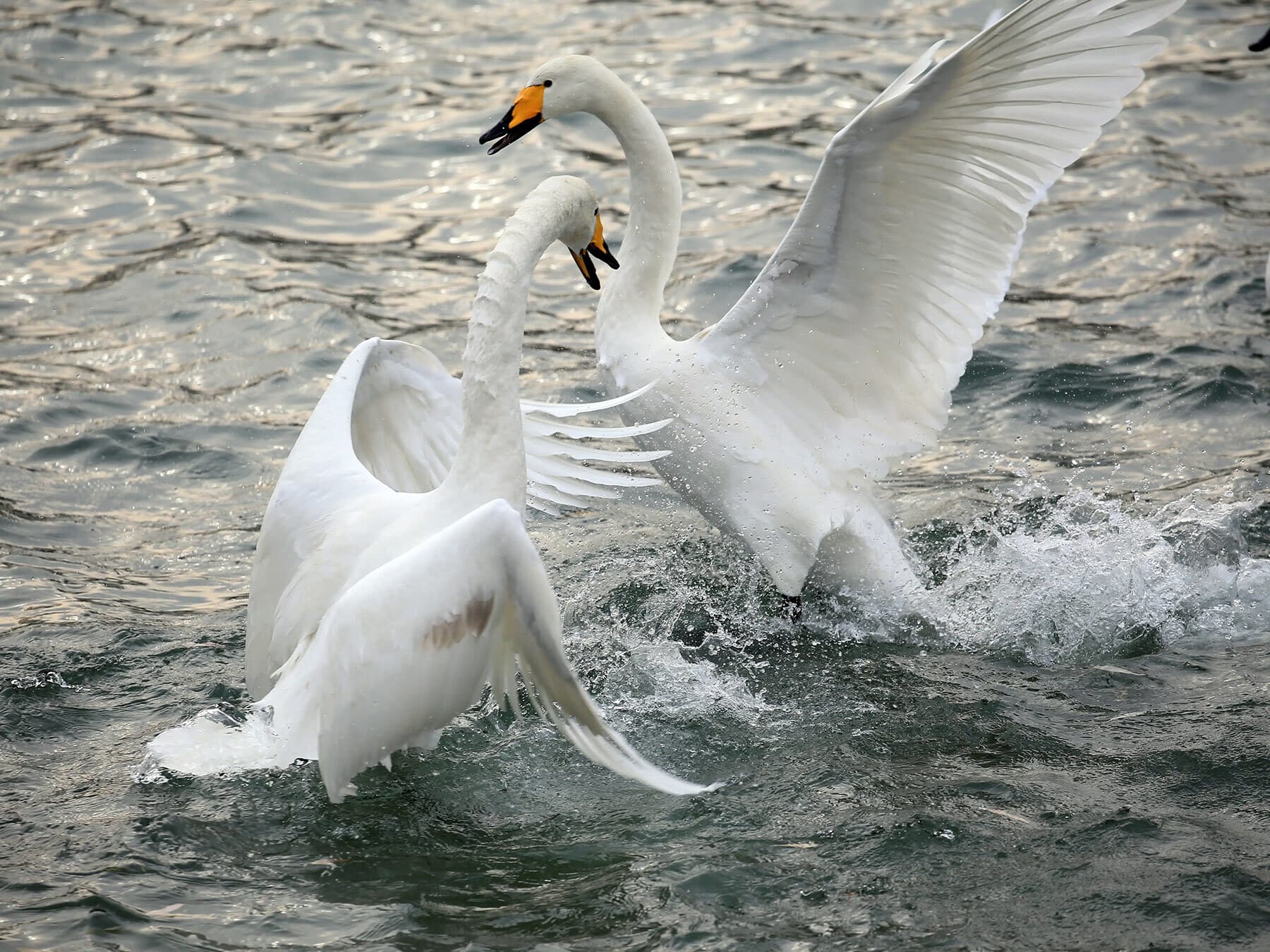 Swans fighting