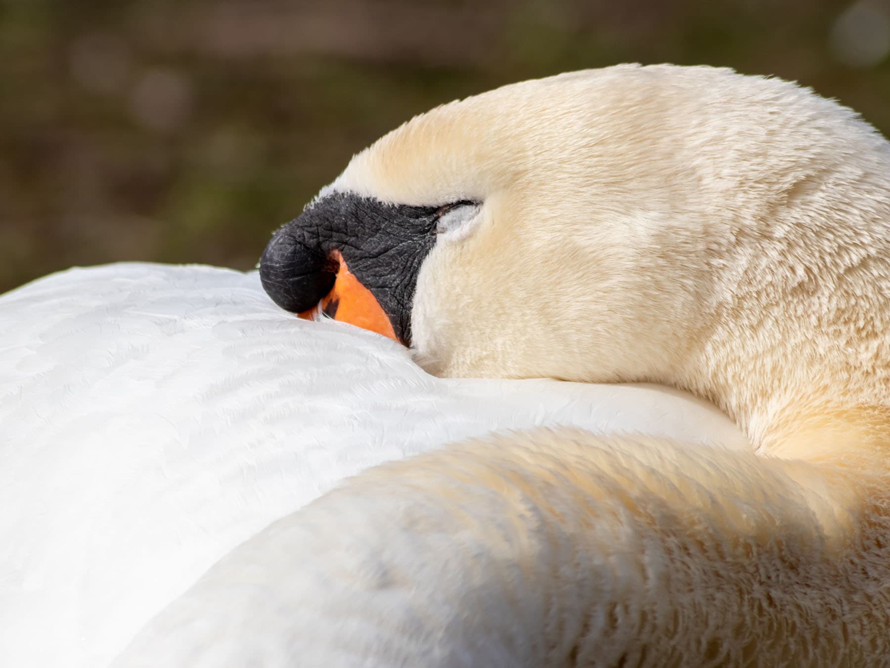 Sweeping swan portrait