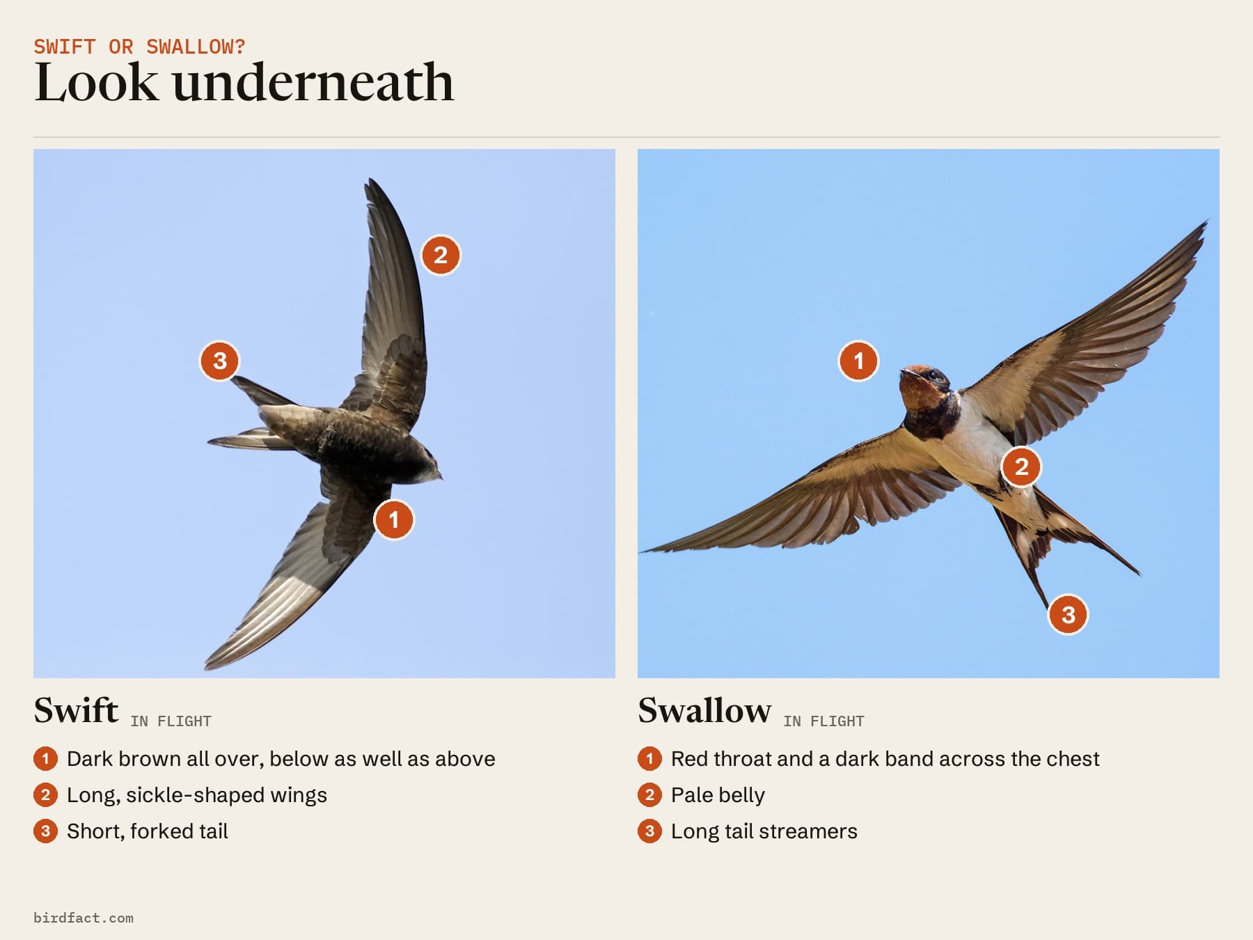 Comparison card, photos of a Swift (in flight) on the left and a Swallow (in flight) on the right, headed 'Look underneath'. Swift: dark brown all over, below as well as above; long, sickle-shaped wings; short, forked tail. Swallow: red throat and a dark band across the chest; pale belly; long tail streamers.