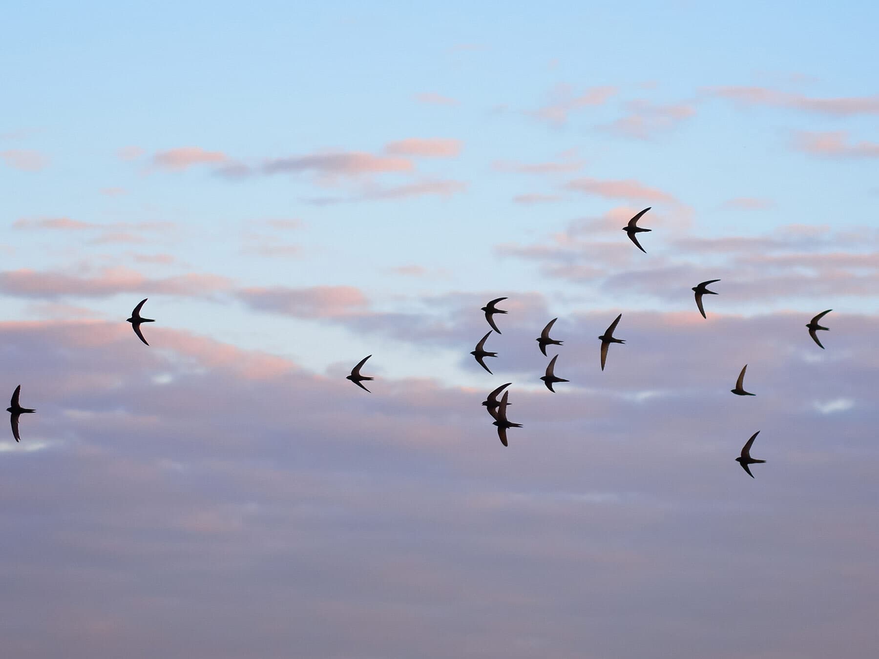 Swift or Swallow: How To Tell The Difference?