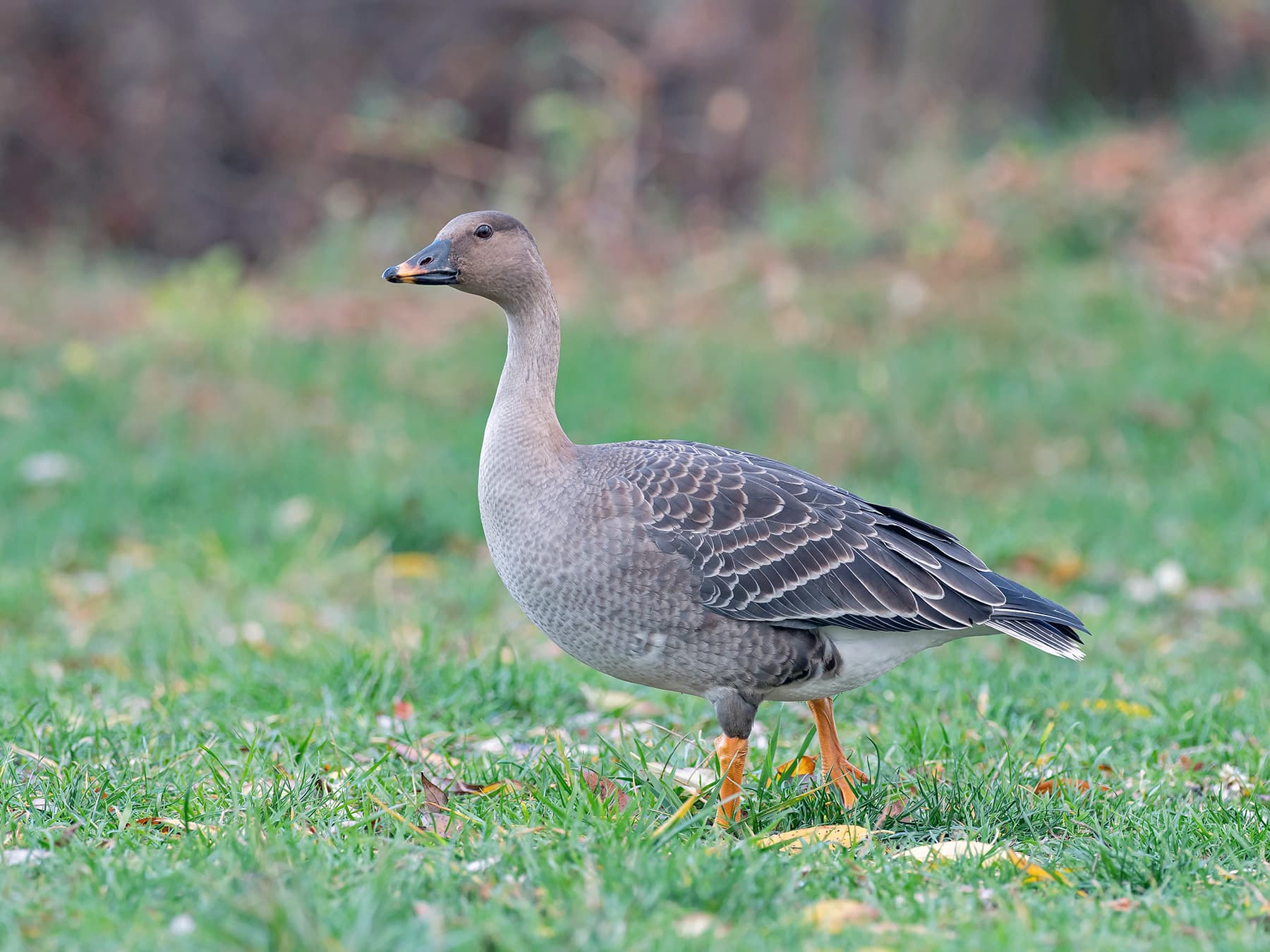 Taiga Bean Goose