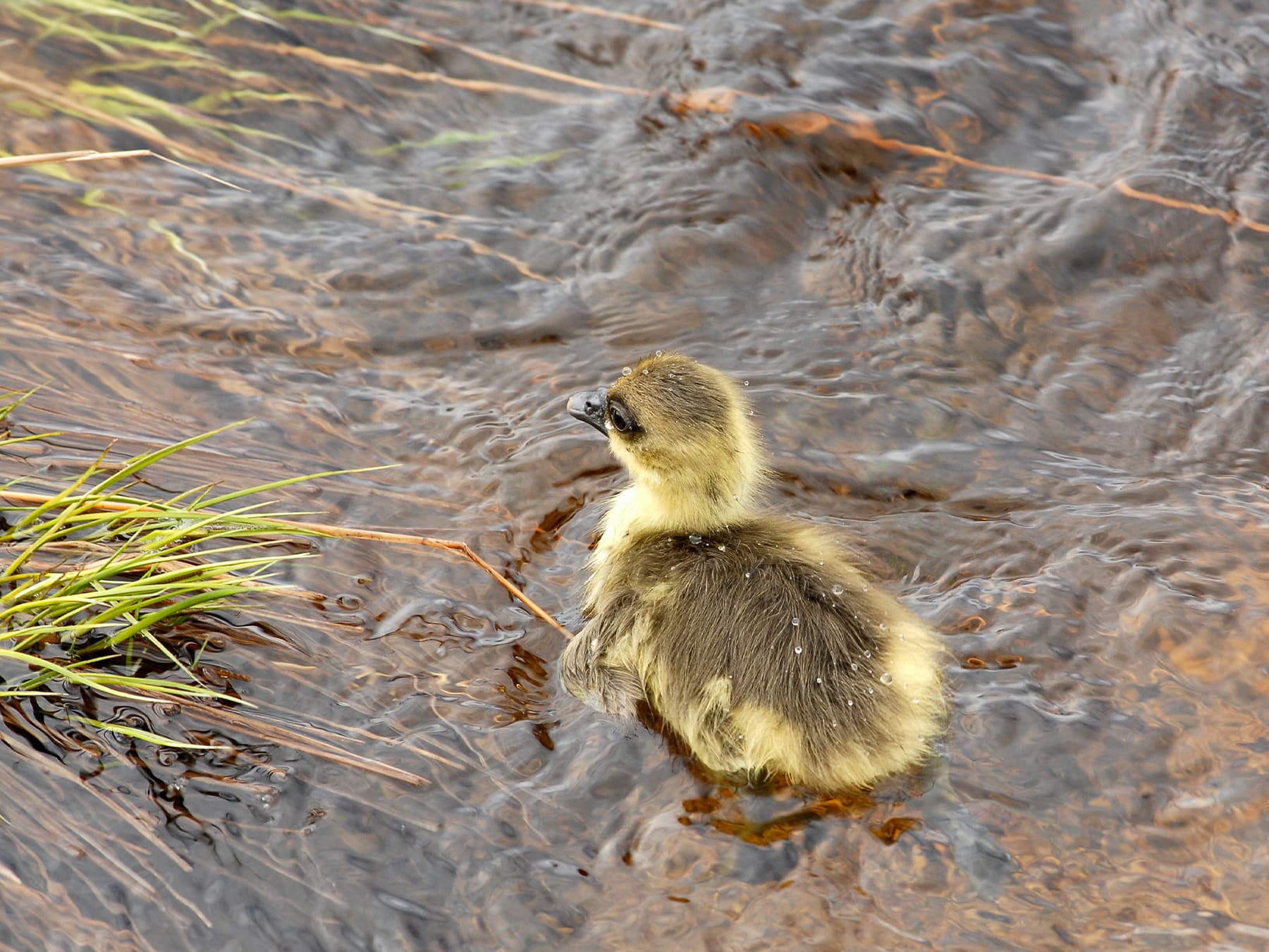 Taiga Bean Goose gosling