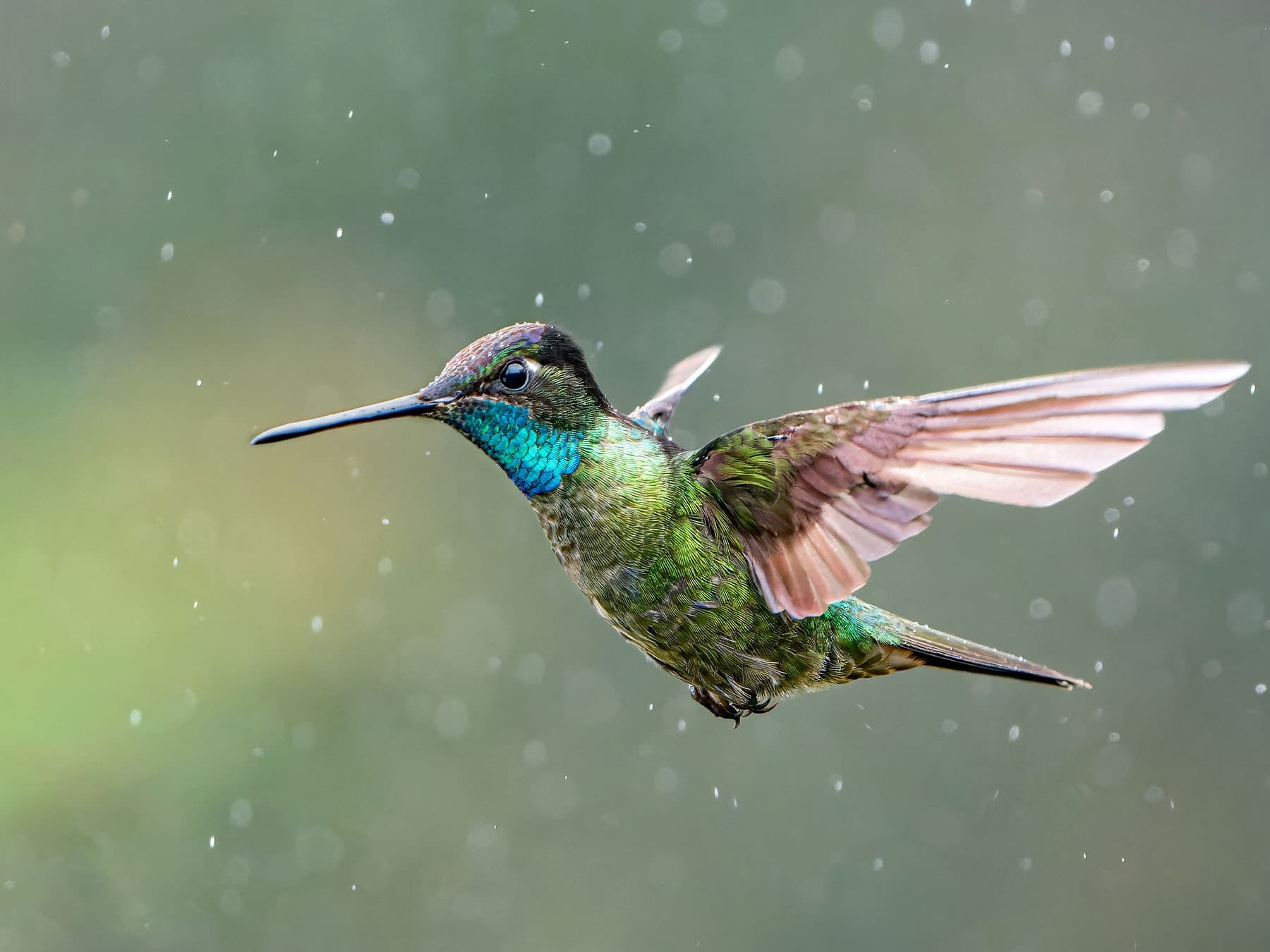 Talamanca hummingbird in flight