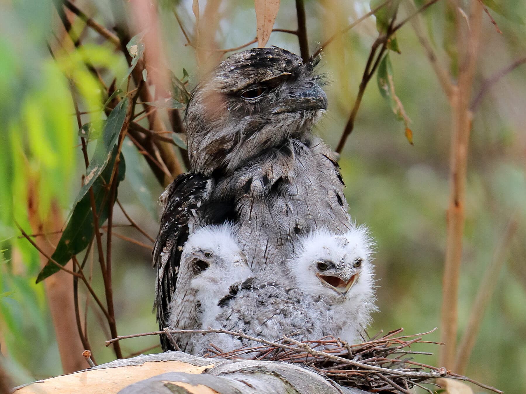 Tawny frogmouth chicks