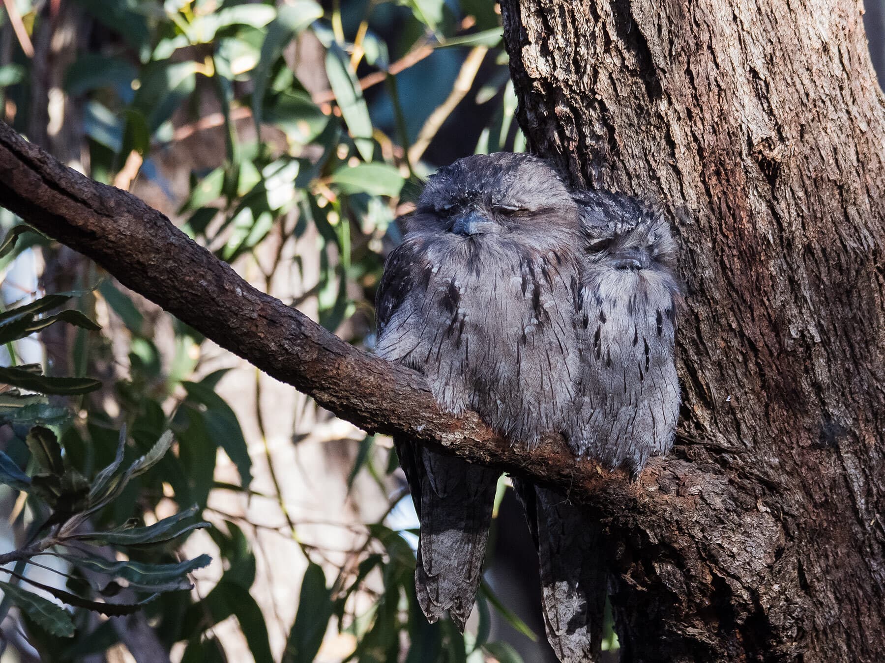 Tawny frogmouths resting