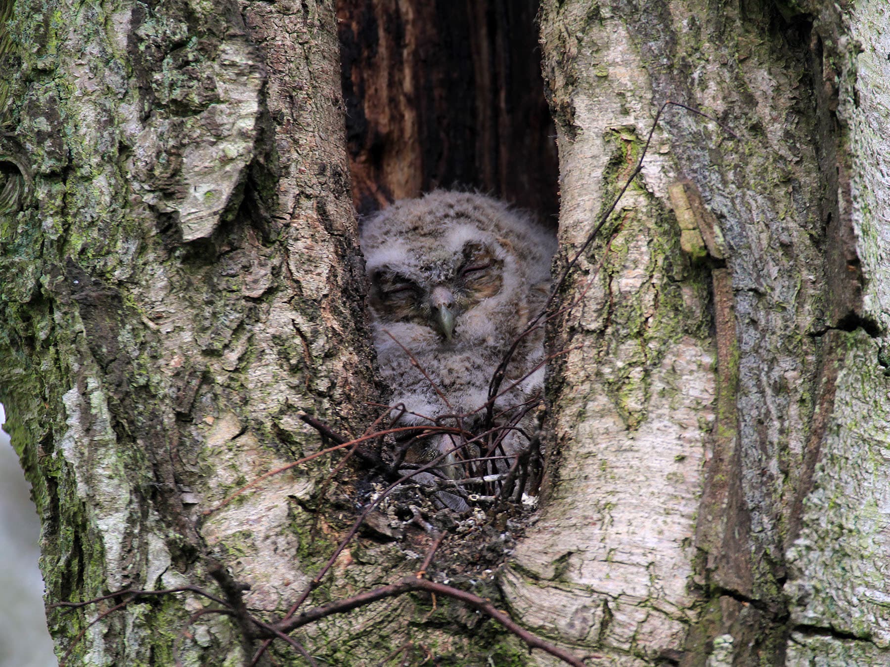Tawny owl chicks